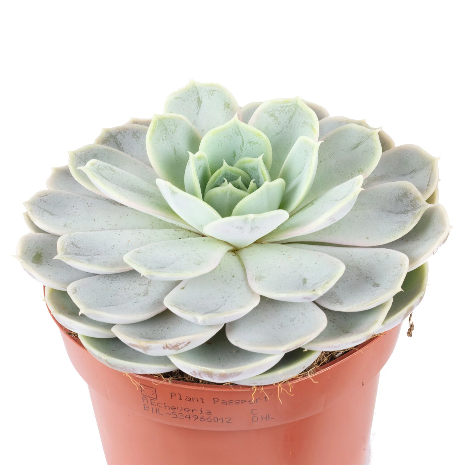 Echeverie Mix - Echeveria - Höhe ca. 15 cm, Topf-Ø 12cm - Image 6