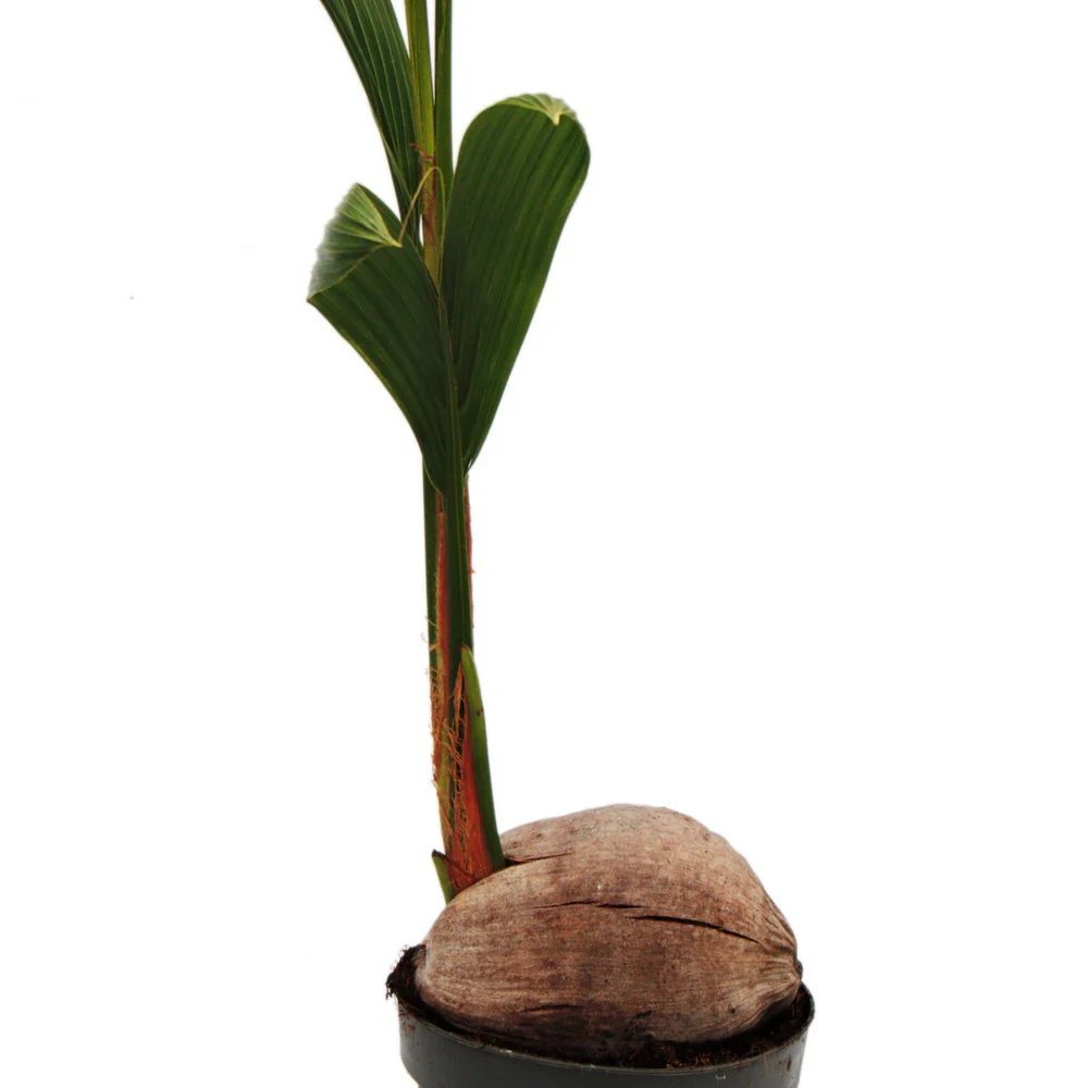 Echte Kokospalme - Cocos nucifera - mit echter Kokosnuss - 19cm Topf - ca. 100cm hoch - Image 3