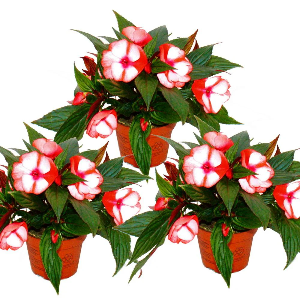 Edel-Lieschen - Impatiens Neu-Guinea - 12cm Topf - Set mit 3 Pflanzen - Rot-Weiß