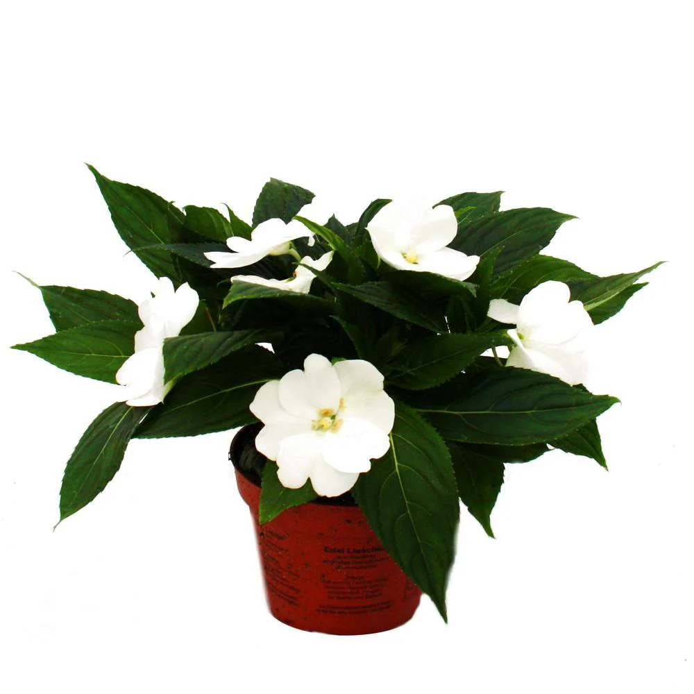 Edel-Lieschen - Impatiens Neu-Guinea - 12cm Topf - Set mit 3 Pflanzen - Weiß - Image 3