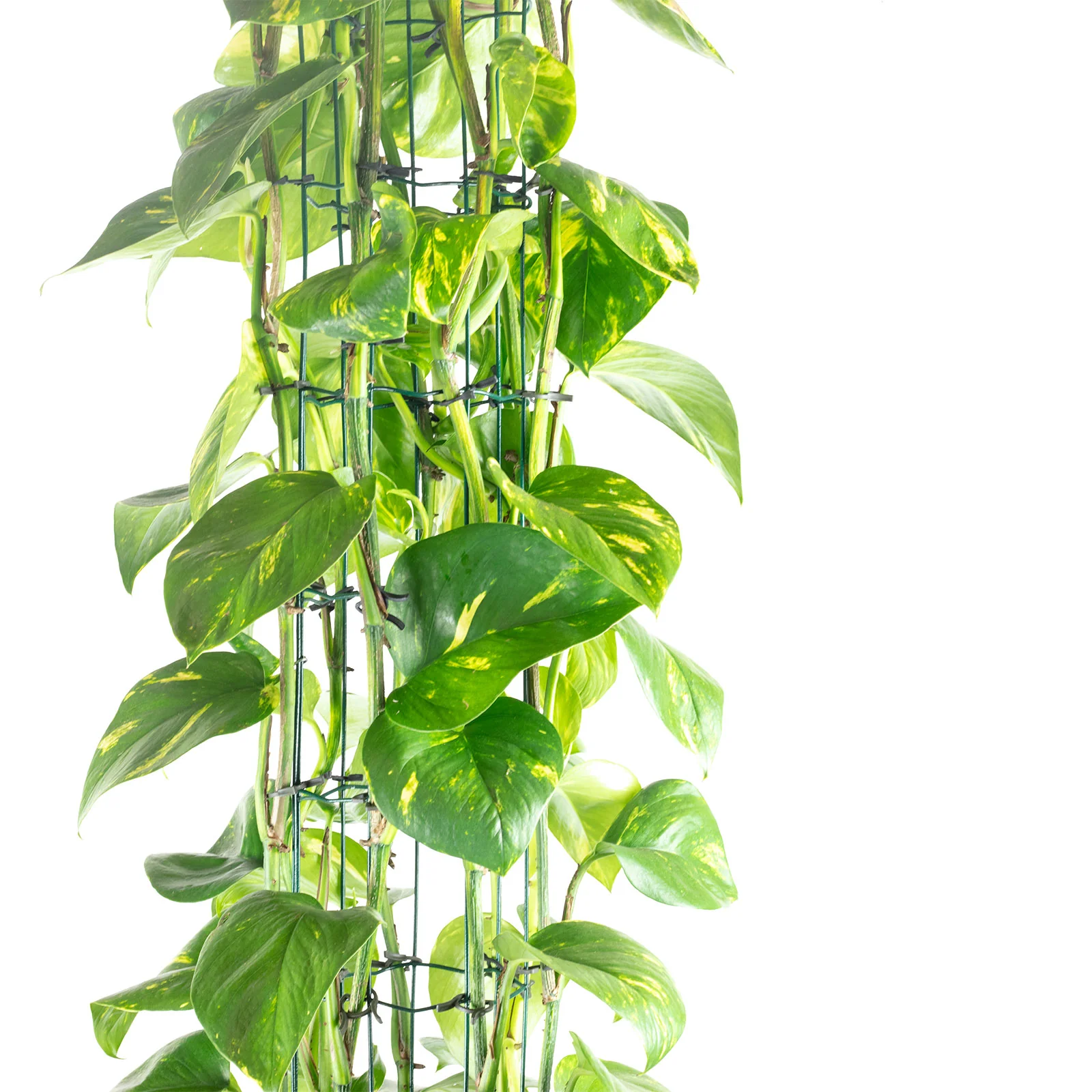 Efeutute Pyramide - Epipremnum pinnatum 'Aureum' - Höhe ca. 160 cm, Topf-Ø 27 cm - Image 2