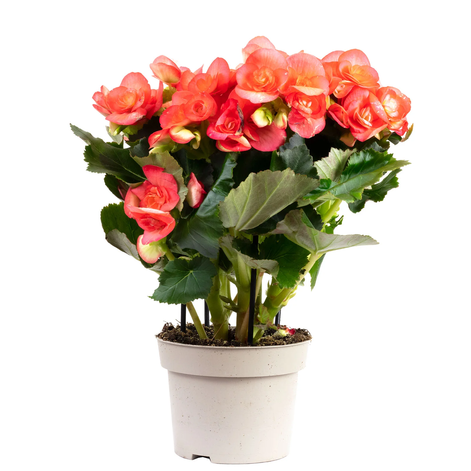 Elatior-Begonie rosa - Begonia x hiemalis - Höhe ca. 30 cm, Topf-Ø 13 cm
