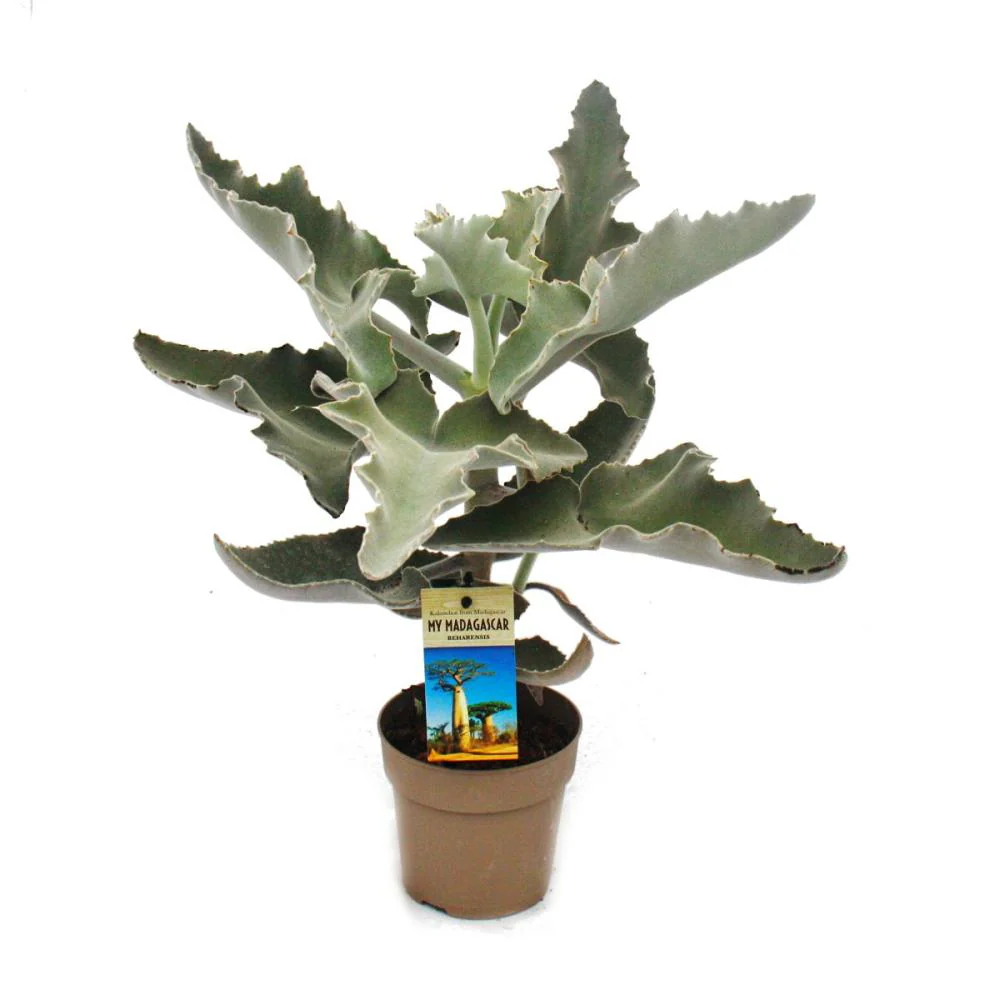 Elefantenohr - Kalanchoe beharensis - 12cm Topf