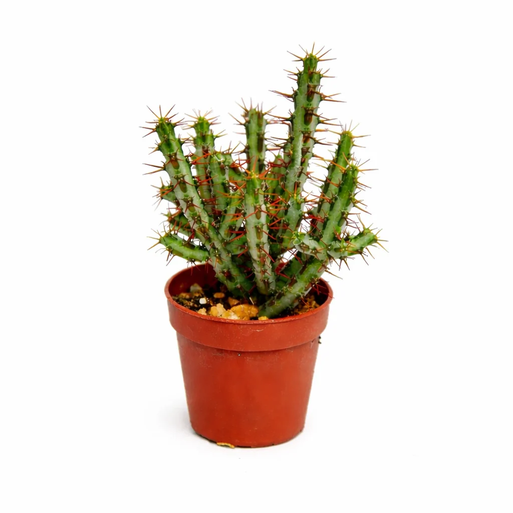 Euphorbia aeruginosa - Wolfsmilch - kleine Pflanze im 5,5cm Topf - Image 2