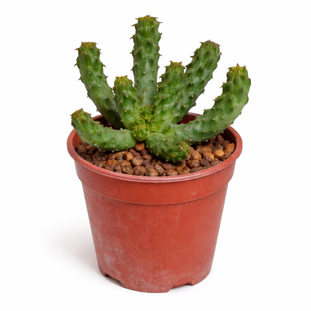 Euphorbia inermis - seltenes Wolfsmilchgewächs - Rarität - 6,5cm Topf - 15cm hoch - Image 2