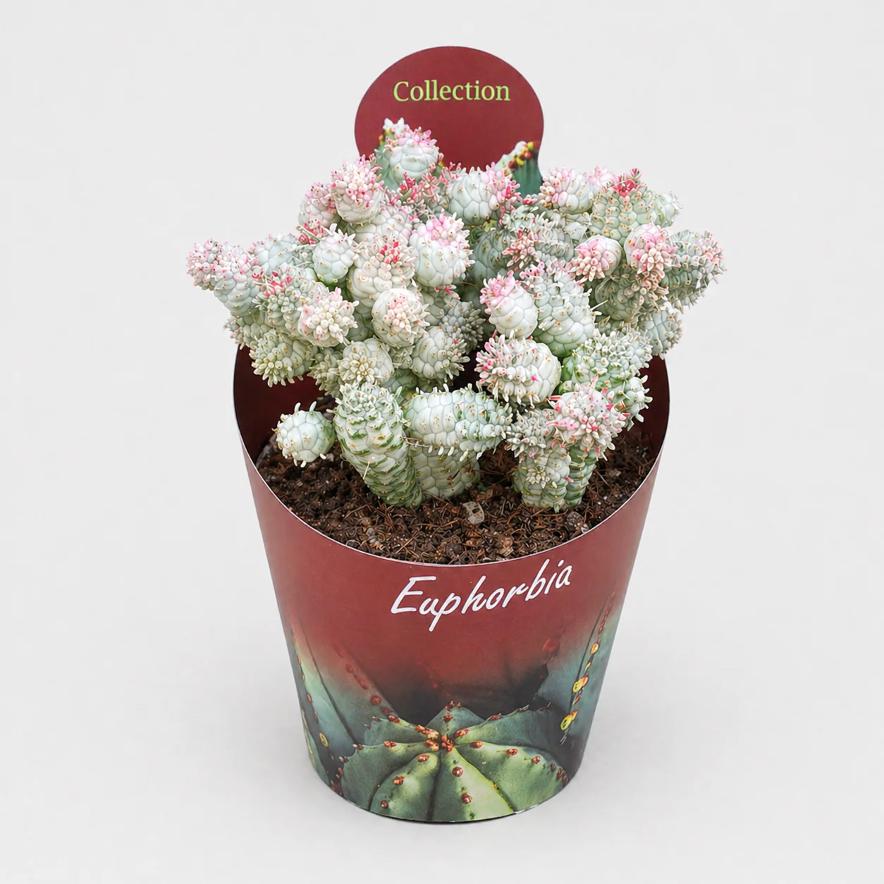 Euphorbia mammilaris variegata - panaschierte Wolfsmilch - Rarität - 14cm Topf - 30cm hoch