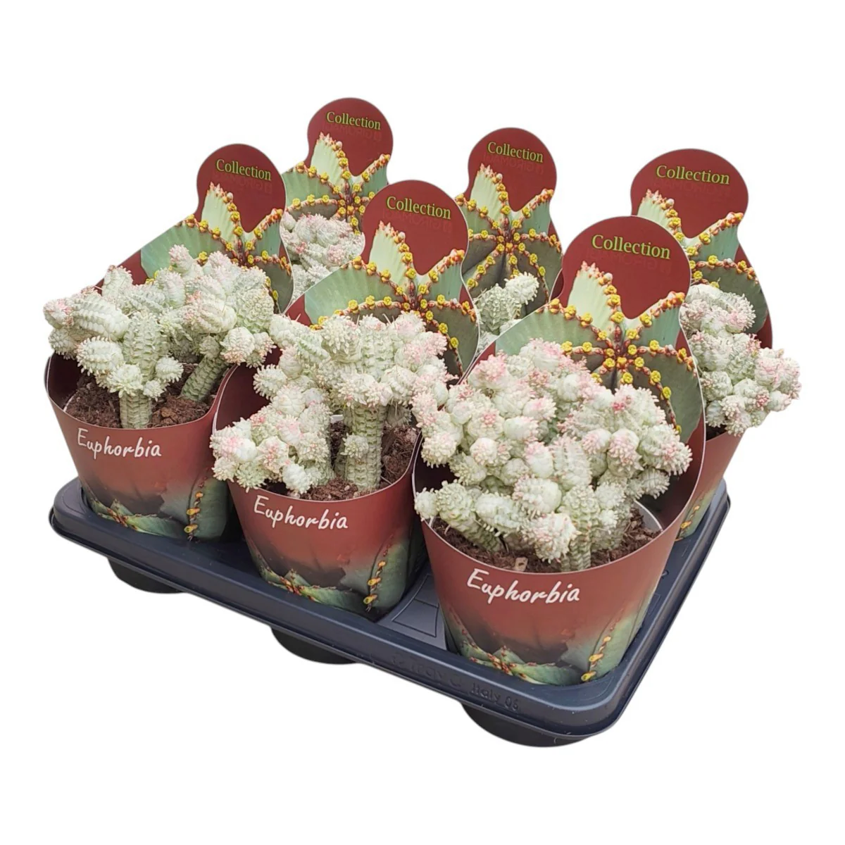 Euphorbia mammilaris variegata - panaschierte Wolfsmilch - Rarität - 14cm Topf - 30cm hoch - Image 4