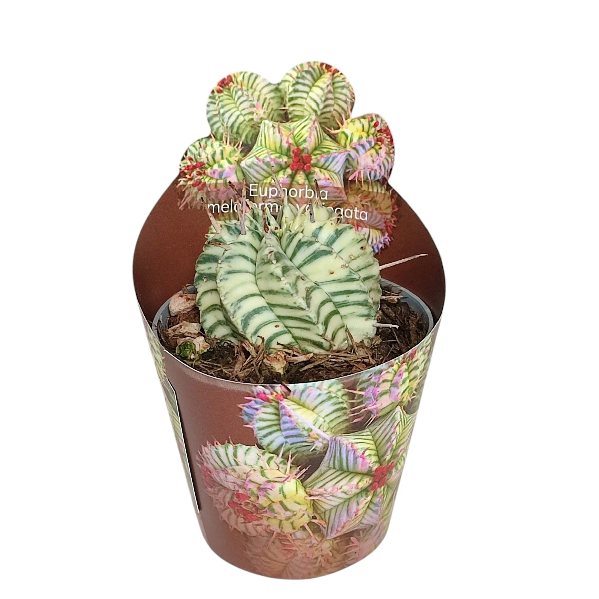 Euphorbia meloformis variegata - seltenes Wolfsmilchgewächs - Rarität - 6,5cm Topf - 15cm hoch - Image 4