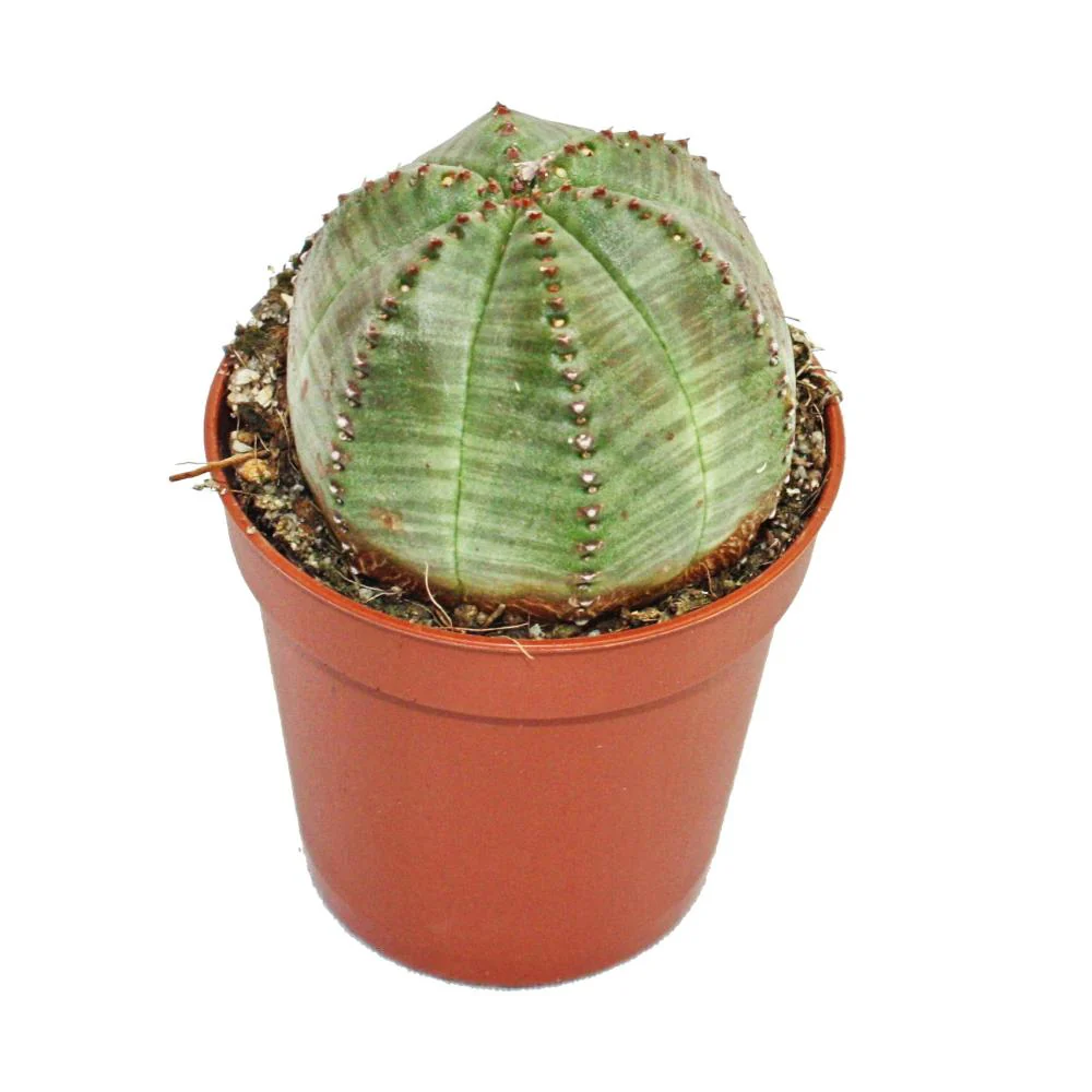 Euphorbia obesa - mittelgrosse Pflanze im 8,5cm Topf