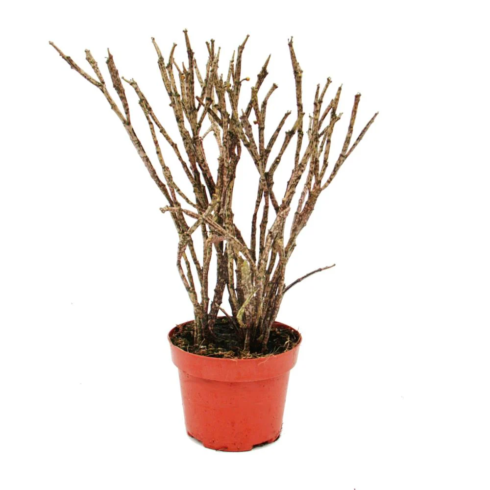 Euphorbia platyclada 12cm Topf Höhe ca. 25cm-seltene Euphorbie mit gefleckten Trieben