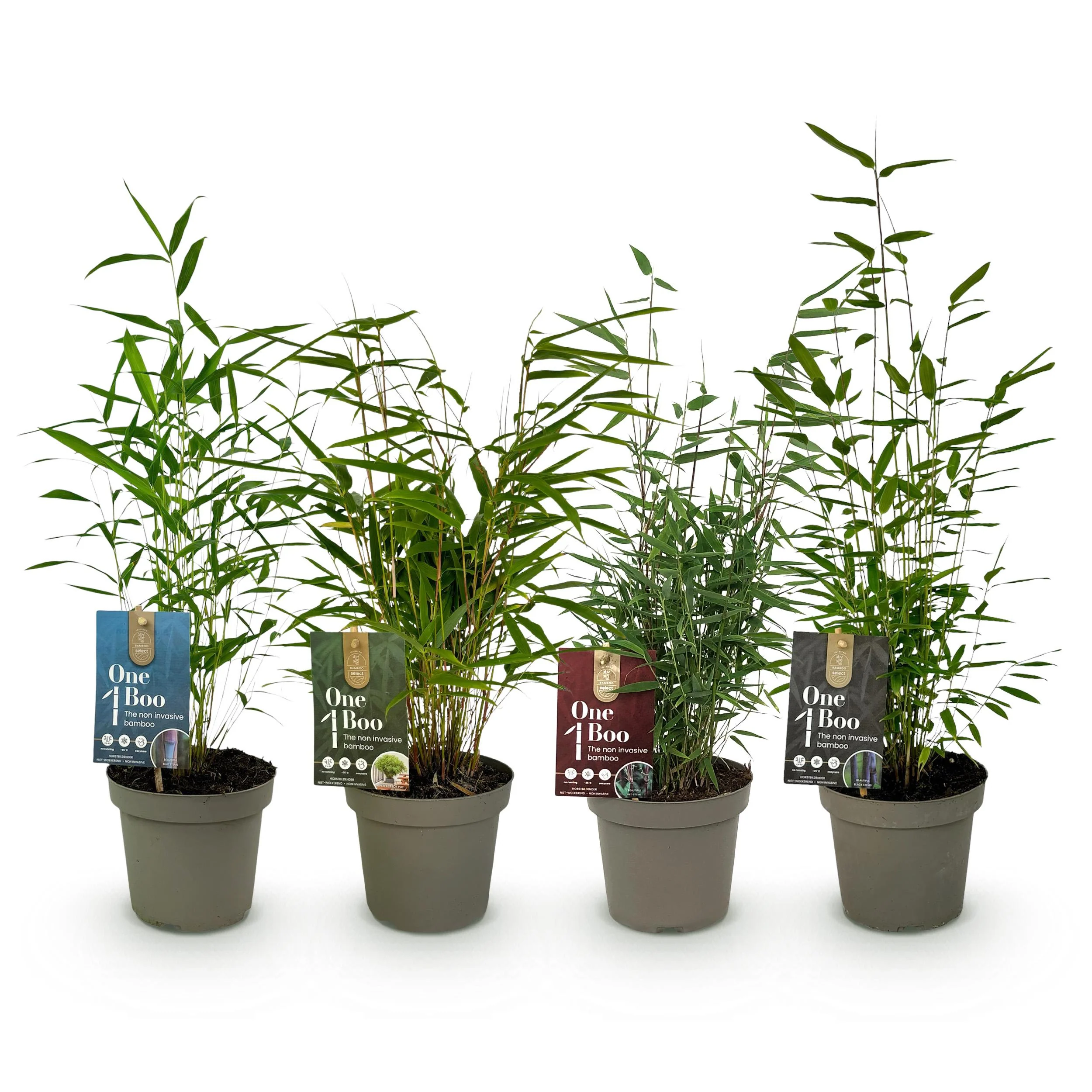 Exotenherz Bambus - Fargesia Mix Rainbow 4er Set - Pot 14cm Höhe 35cm