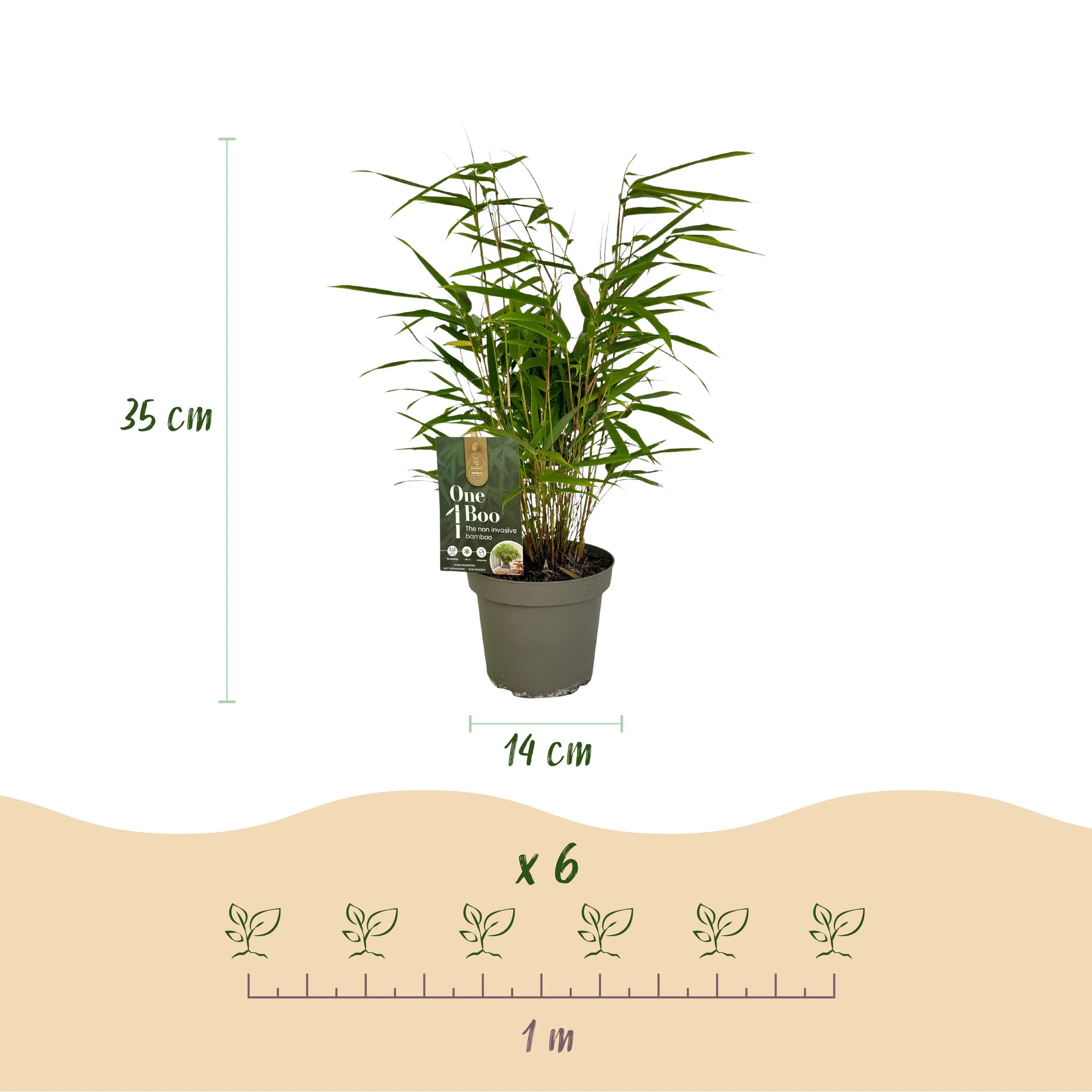 Cœur Exotique Bambou - Fargesia rufa - Vert - Set de 2 pots 14cm Hauteur 35cm - Image 3