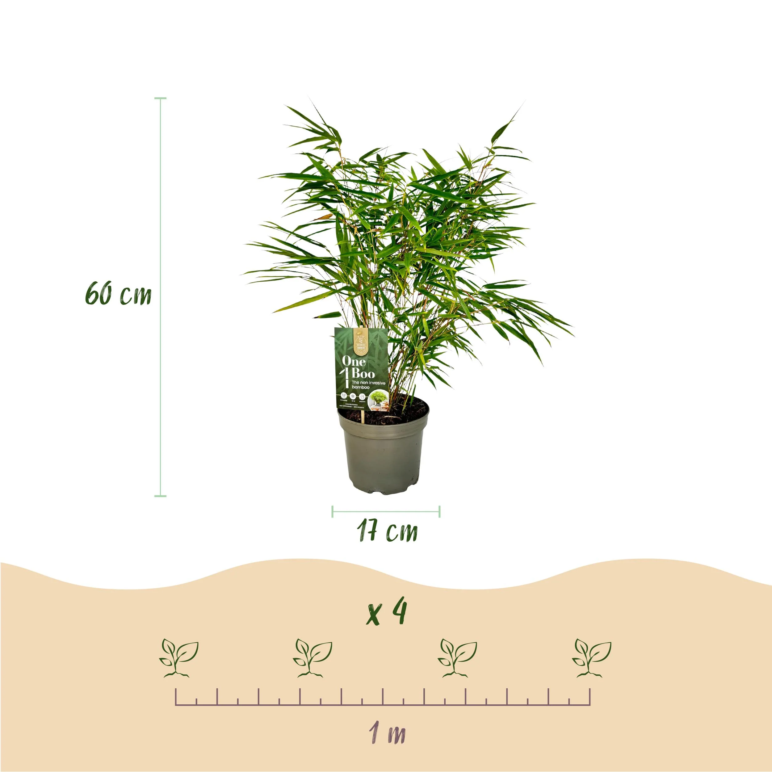 Cœur Exotique Bambou - Fargesia rufa - Vert - Set de 2 pots 17cm Hauteur 60cm - Image 3