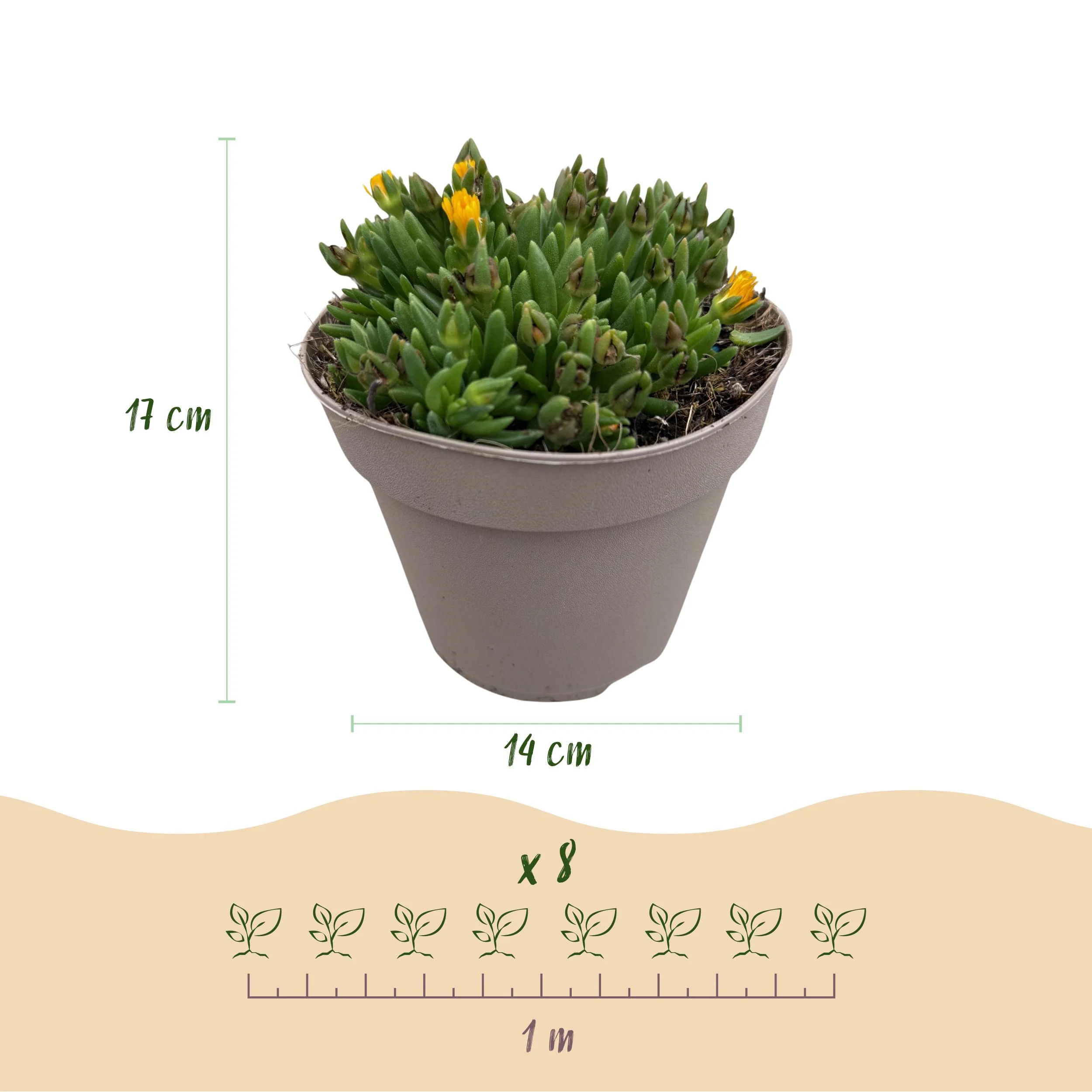 Exotenherz Bodendecker - Delosperma Mix -winterhart - 8er Set - 14cm Topf - Image 4