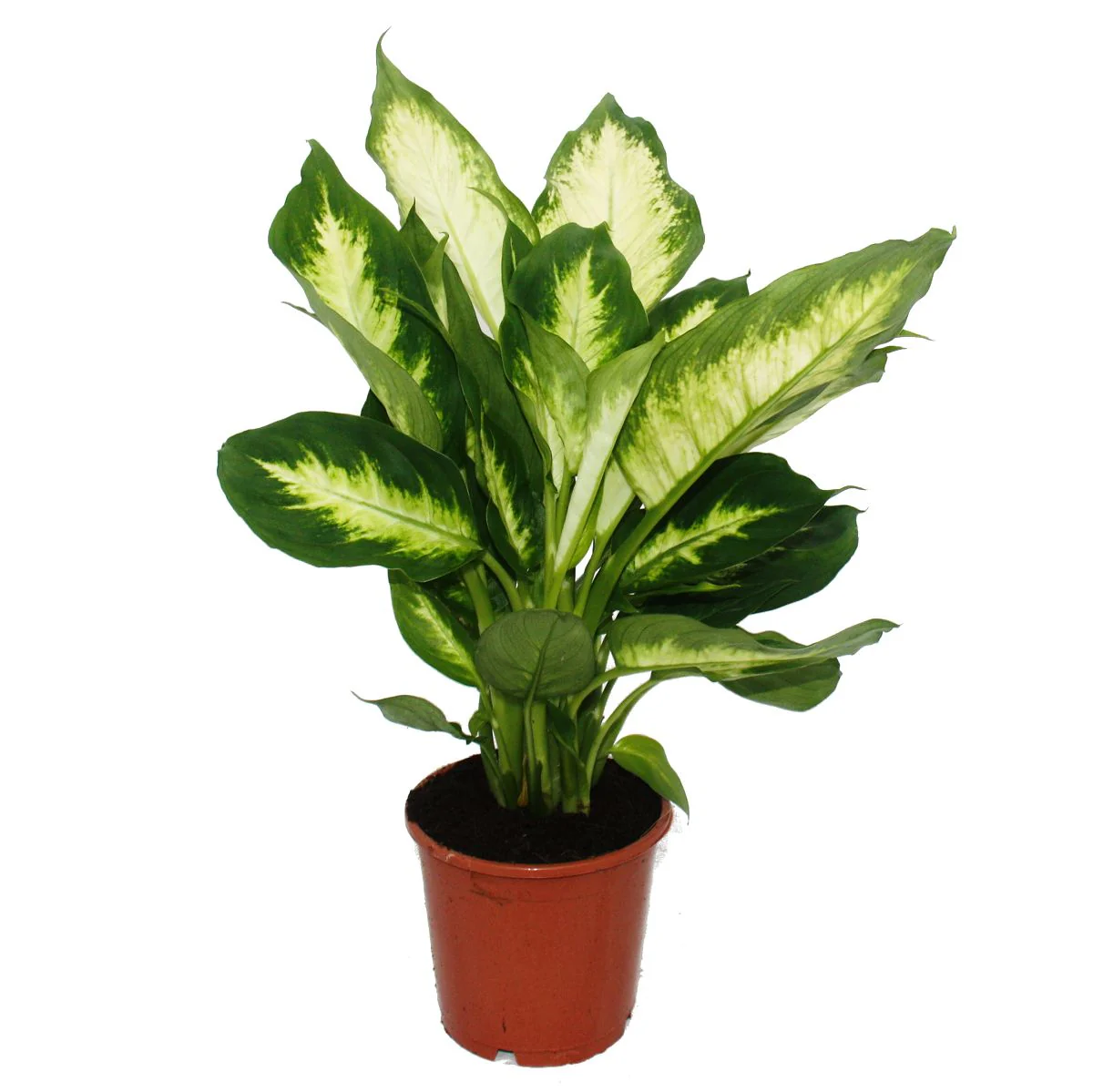 Exotenherz Dieffenbachie "Camilla" 1 Pflanze pflegeleichte Zimmerpflanze luftreinigend- 12cm Topf