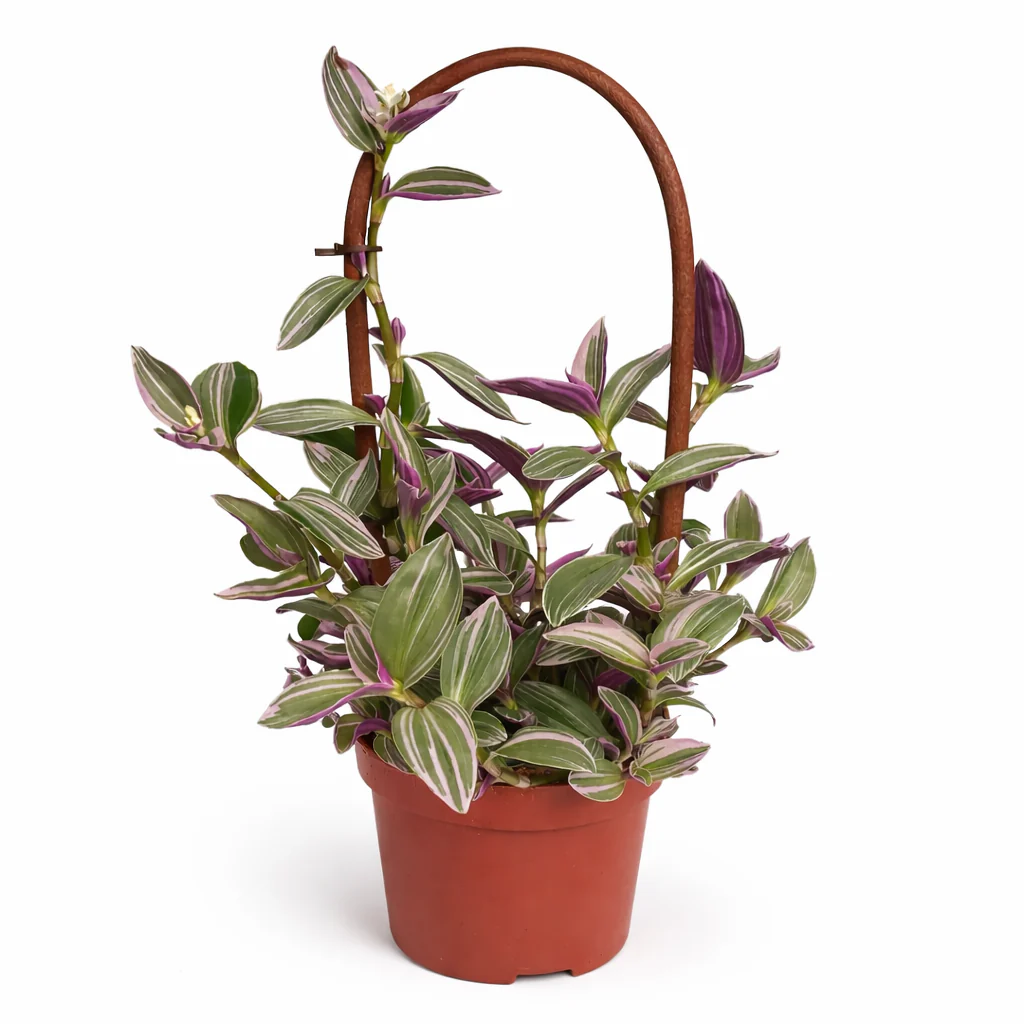 Exotenherz Dreimasterblume Tradescantia "Nanouk" pflegeleichte hängende Zimmerpflanze 9cm Topf pink