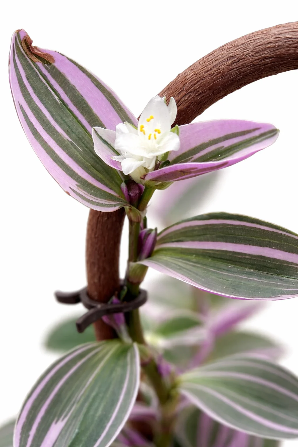 Exotenherz Dreimasterblume Tradescantia "Nanouk" pflegeleichte hängende Zimmerpflanze 9cm Topf pink - Image 2