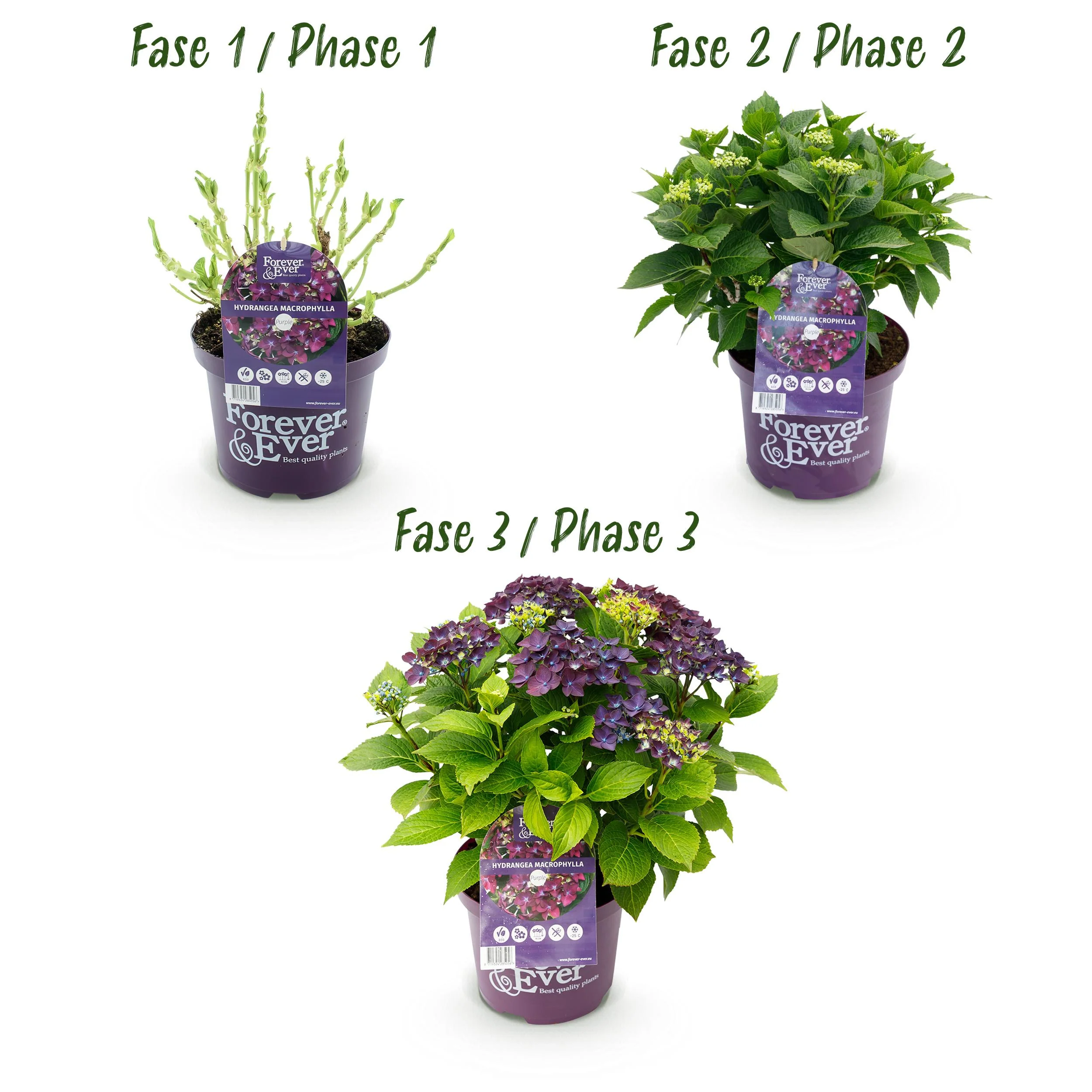 Exotenherz - Hortensia - Hydrangea Forever & Ever - Lila - 7-12 Blühten - 23cm Topf - Image 4