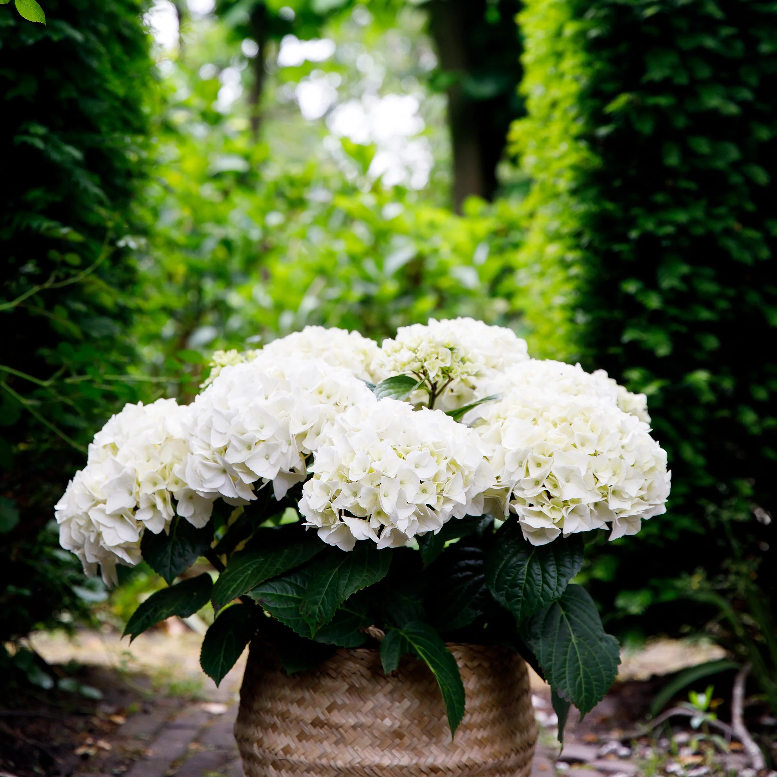 Exotenherz - Hortensia - Hydrangea Forever & Ever - Weiß - 7-12 Blühten - 23cm Topf - Image 2
