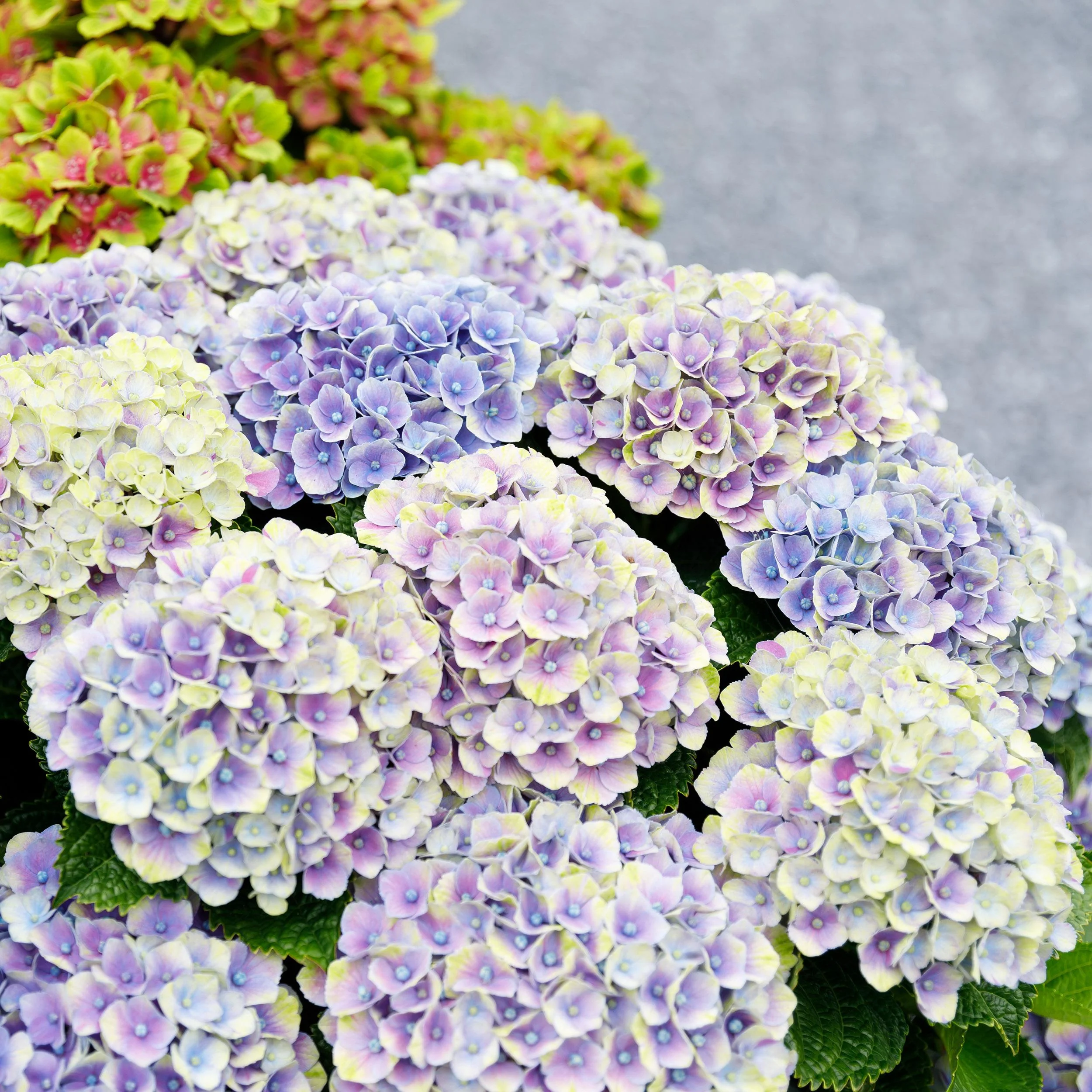 Exotenherz - Hortensia - Hydrangea Magical Jewel Blue - Blau - 6-10 Blühten - 23cm Topf - Image 2