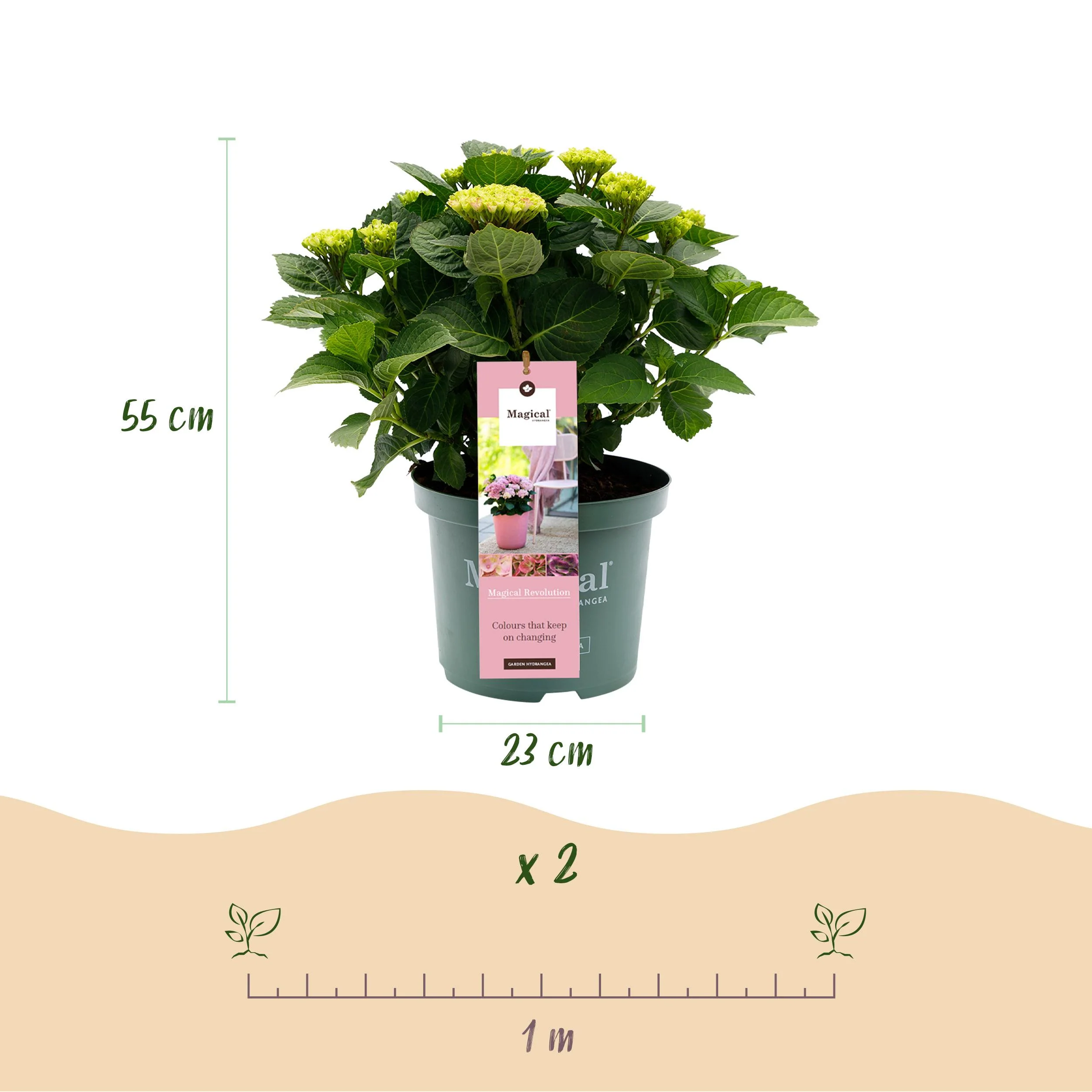 Exotenherz - Hortensia - Hydrangea Magical Revolution Pink - 6-10 Blühten - 23cm Topf - Image 3