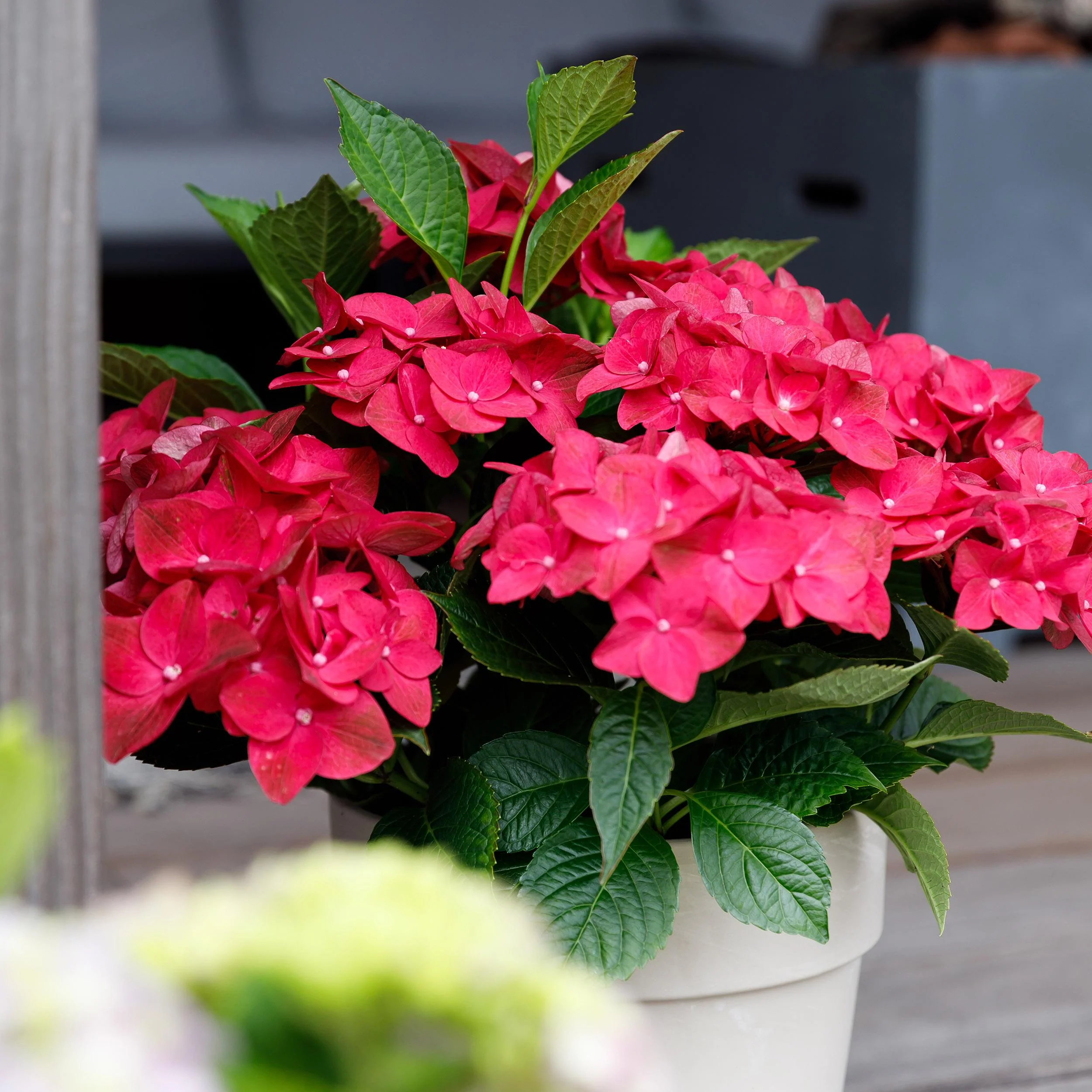 Exotenherz - Hortensia - Hydrangea Magical Teusday & Saphire - Rot - 6-10 Blühten - 23cm Topf - Image 2