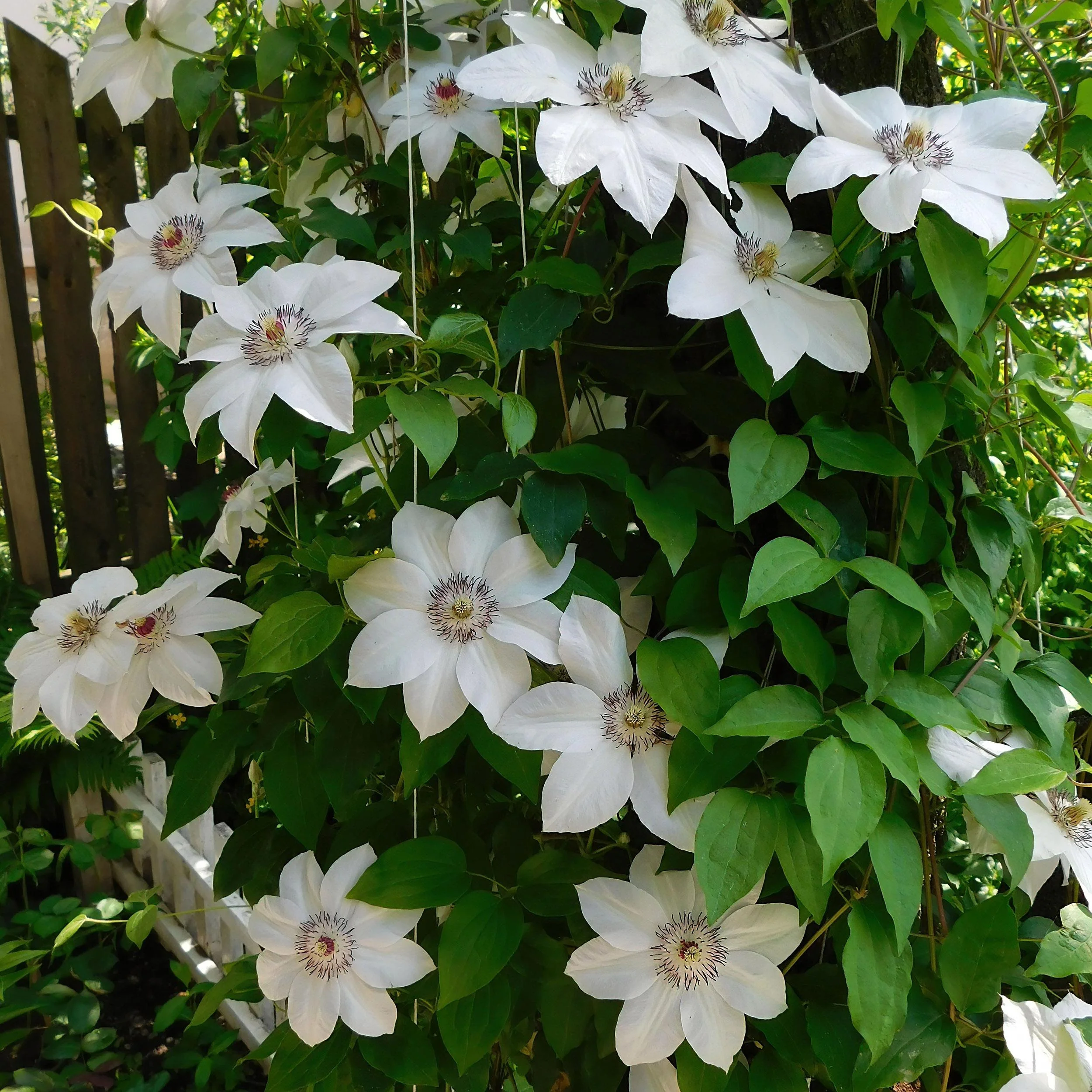 Cœur exotique plantes grimpantes - Clematis Miss bateman - Set de 2 - pot 11cm - Image 3