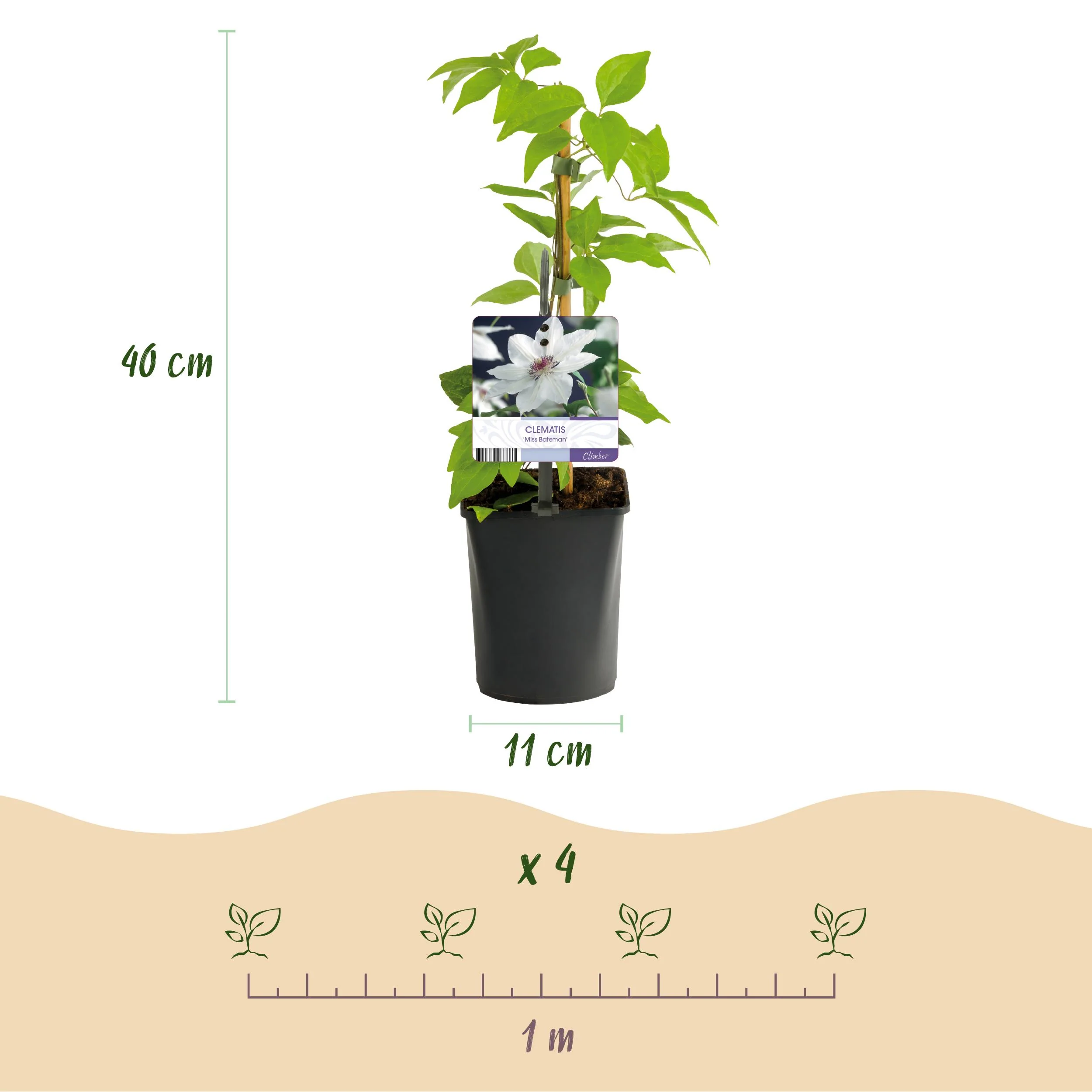 Cœur exotique plantes grimpantes - Clematis Miss bateman - Set de 2 - pot 11cm - Image 5