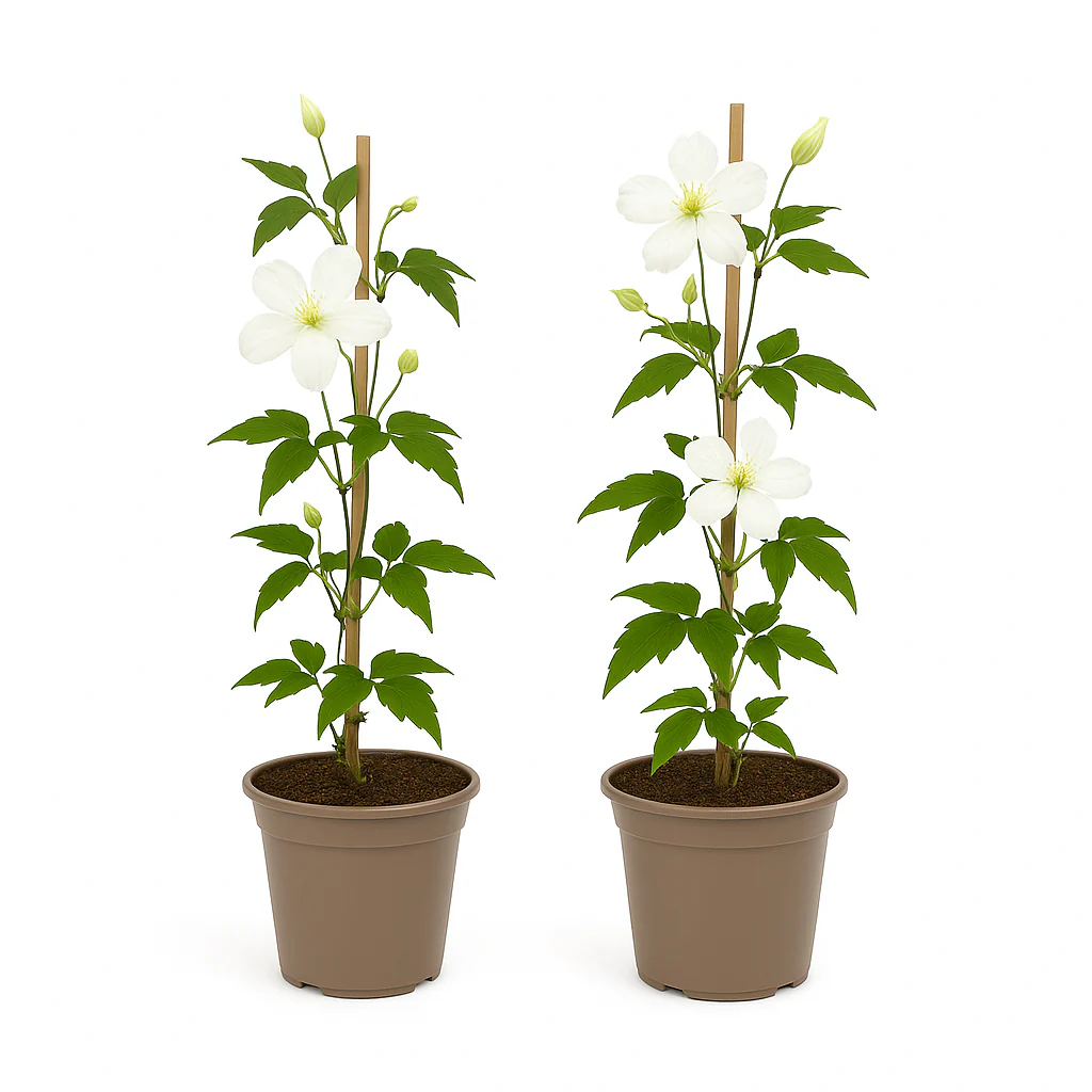 Exotenherz - Kletterpflanzen - Clematis montana Grandiflora - Weiß -2er Set - 11cm Topf