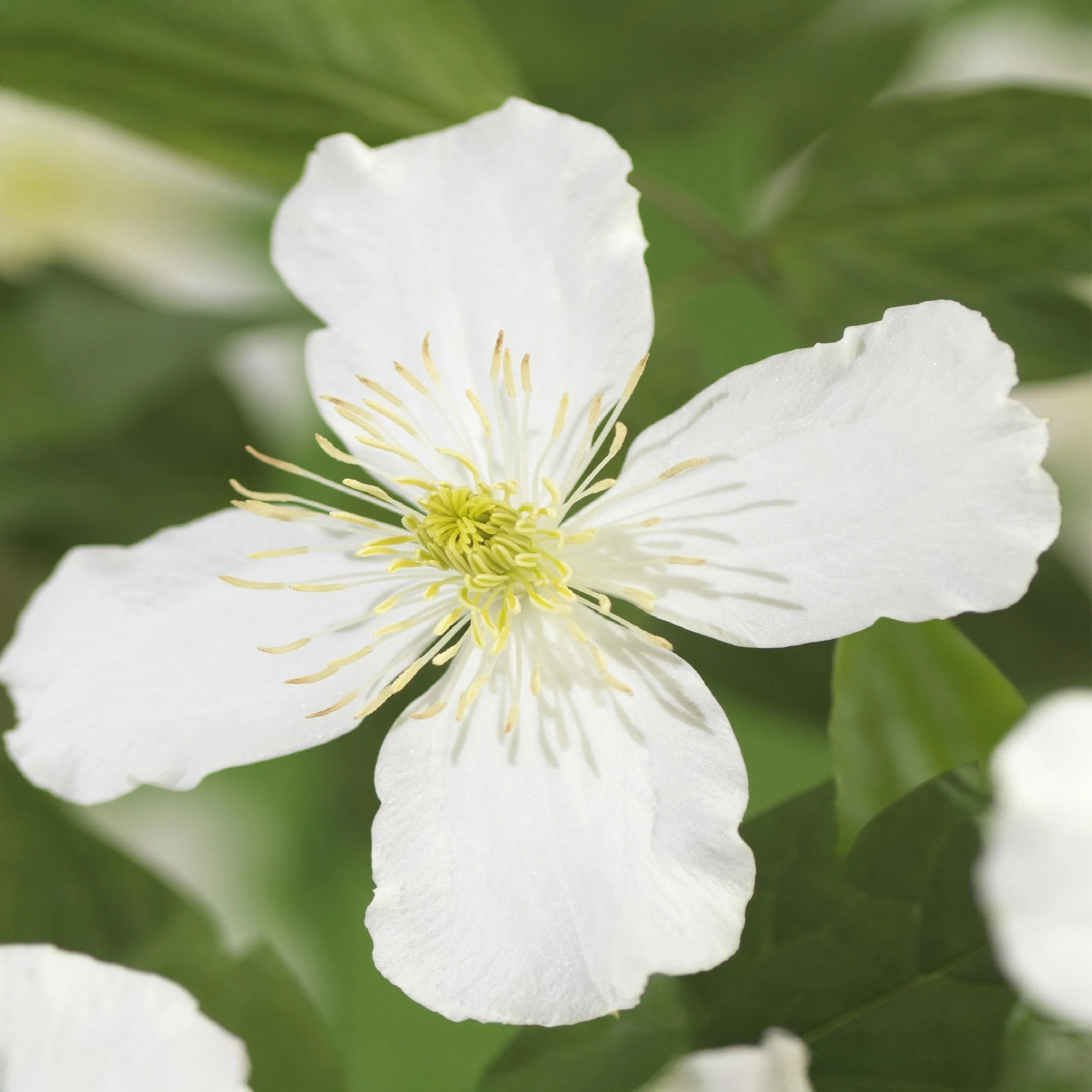 Exotenherz - Kletterpflanzen - Clematis montana Grandiflora - Weiß -2er Set - 11cm Topf - Image 2