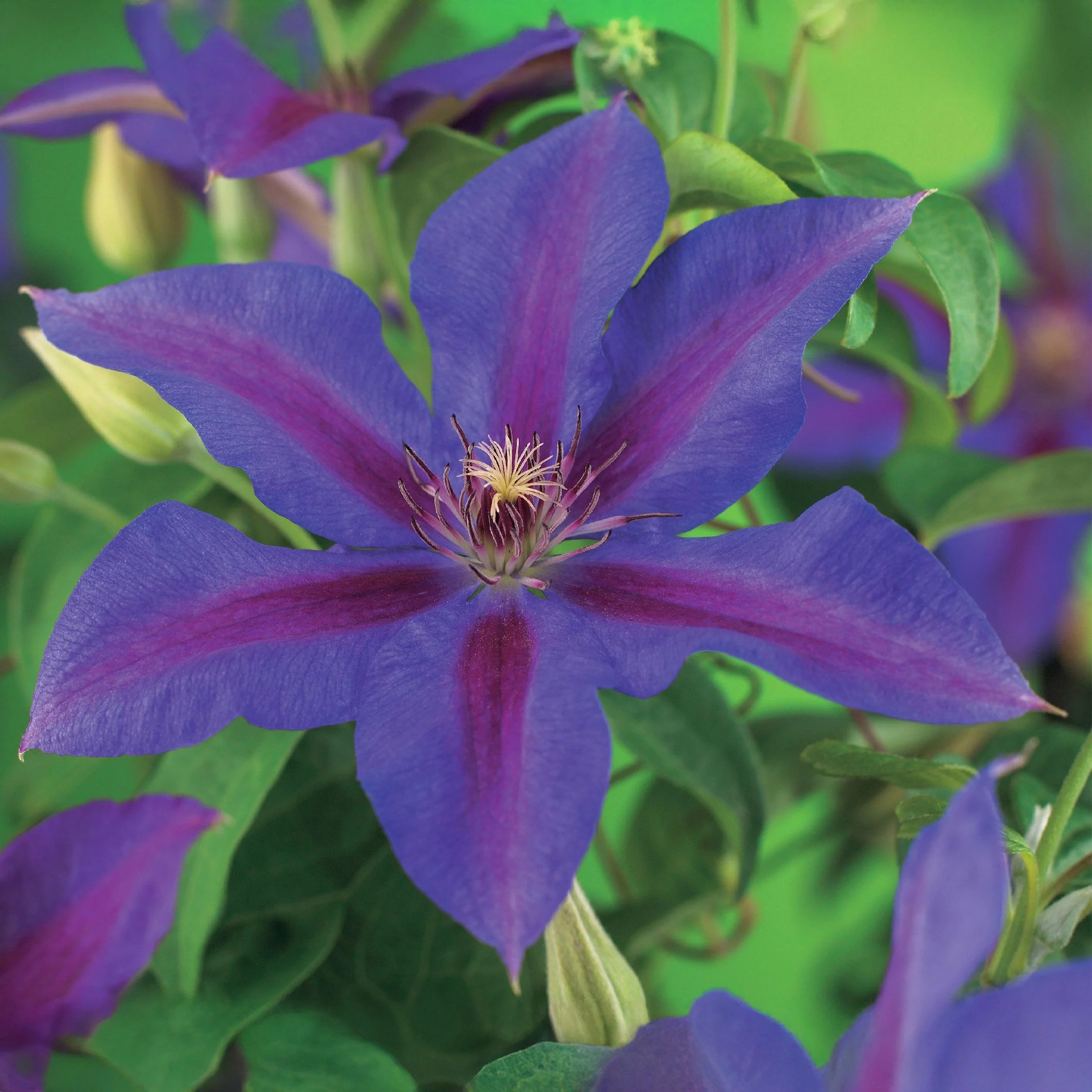 Cœur exotique plantes grimpantes - Clematis Mrs. N. Thompson - set de 2 - pot de 11cm - Image 2