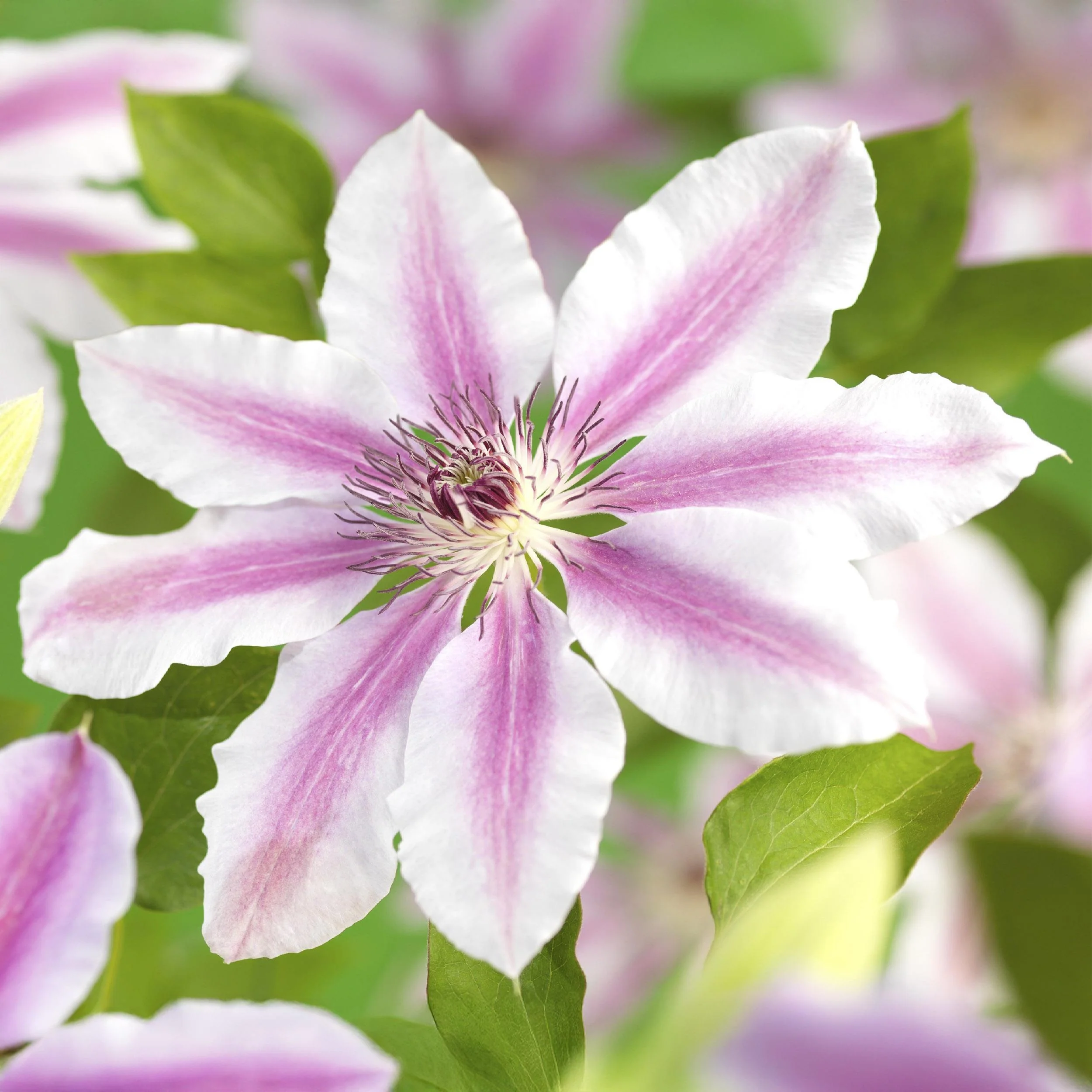 Cœur exotique plantes grimpantes - Clematis Nelly Moser - Set de 2 - pot 11cm - Image 2