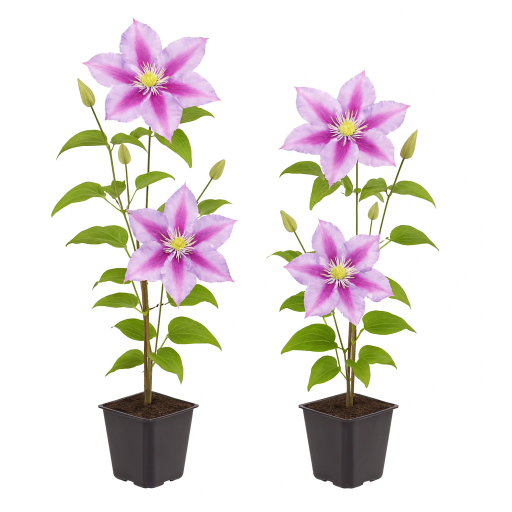 Cœur exotique plantes grimpantes - Clematis Piilu - set de 2 - pot 11cm