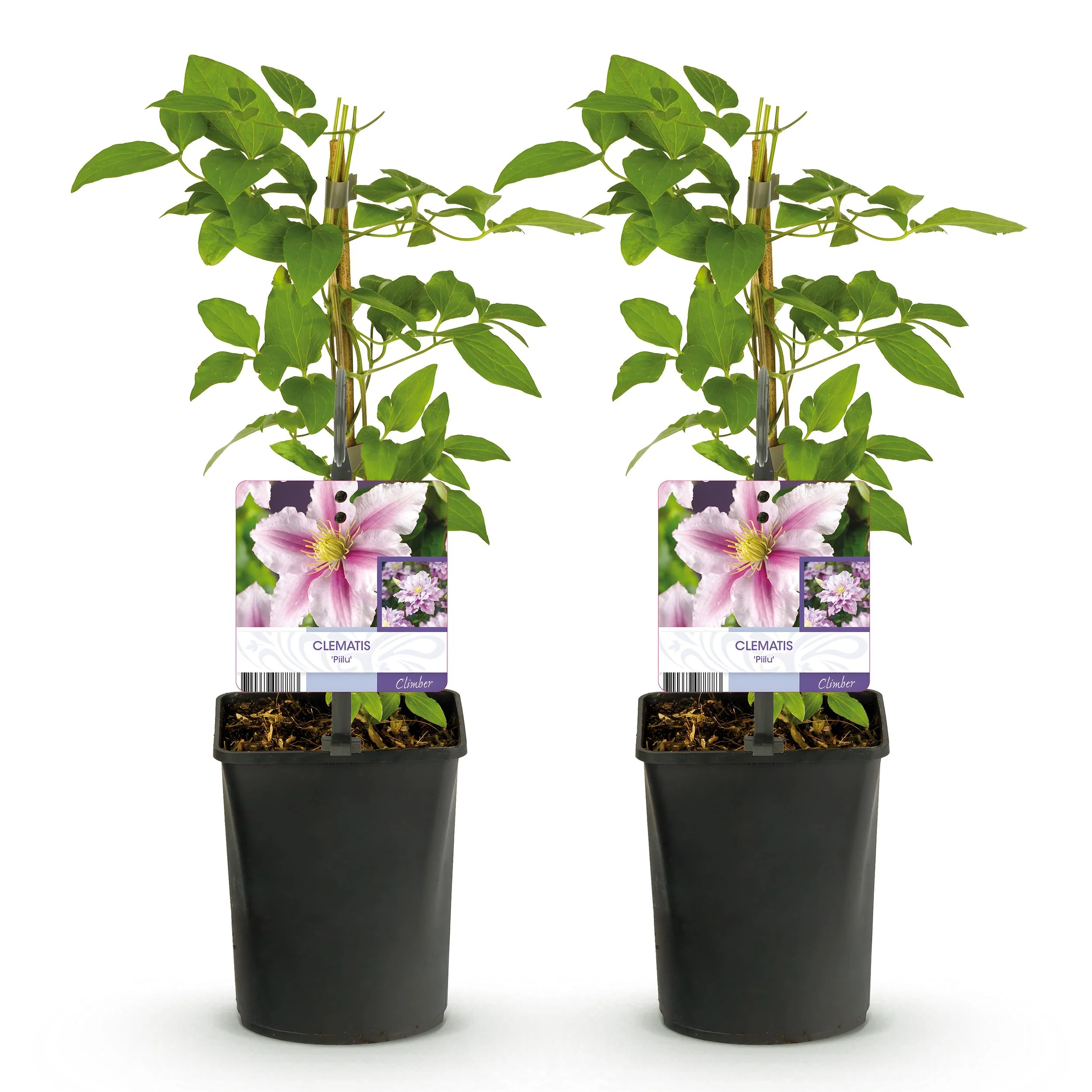 Cœur exotique plantes grimpantes - Clematis Piilu - set de 2 - pot 11cm - Image 4