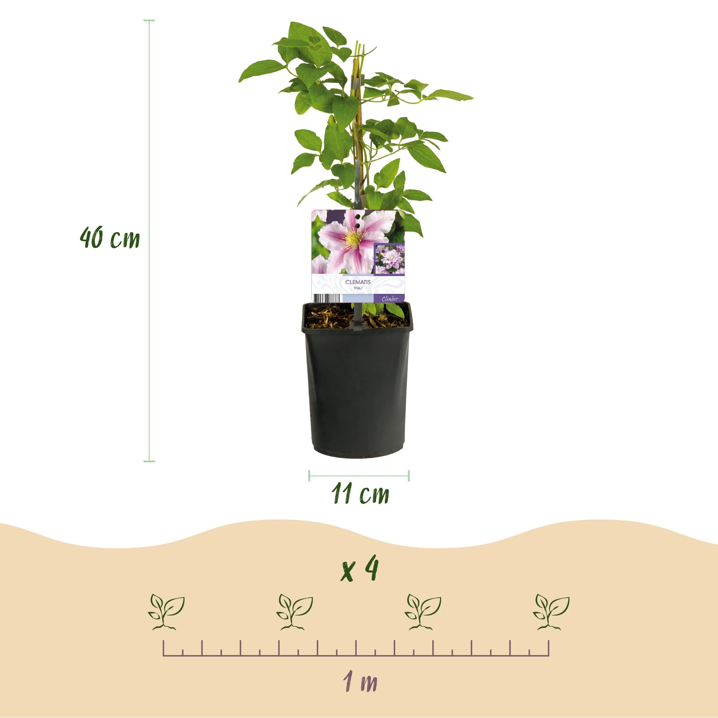 Cœur exotique plantes grimpantes - Clematis Piilu - set de 2 - pot 11cm - Image 5
