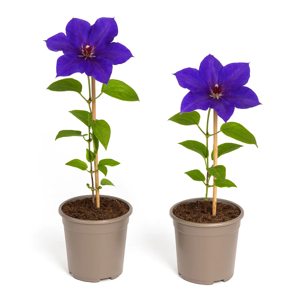 Cœur Exotique Plantes Grimpantes - Clematis The President - Set de 2 - Pot 11cm