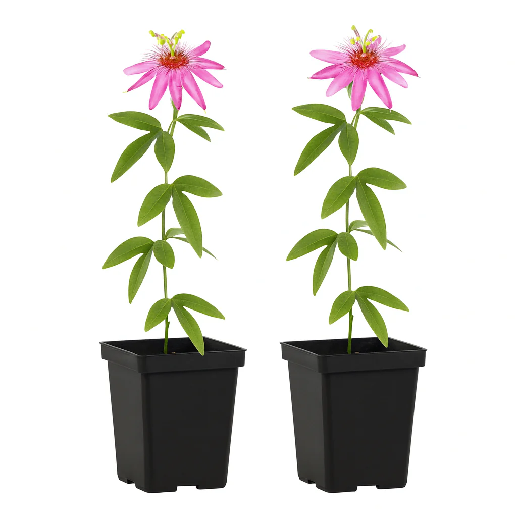 Exotenherz Kletterpflanzen - Passionsblume Passiflora Anastasia - 2er Set - 11cm Topf