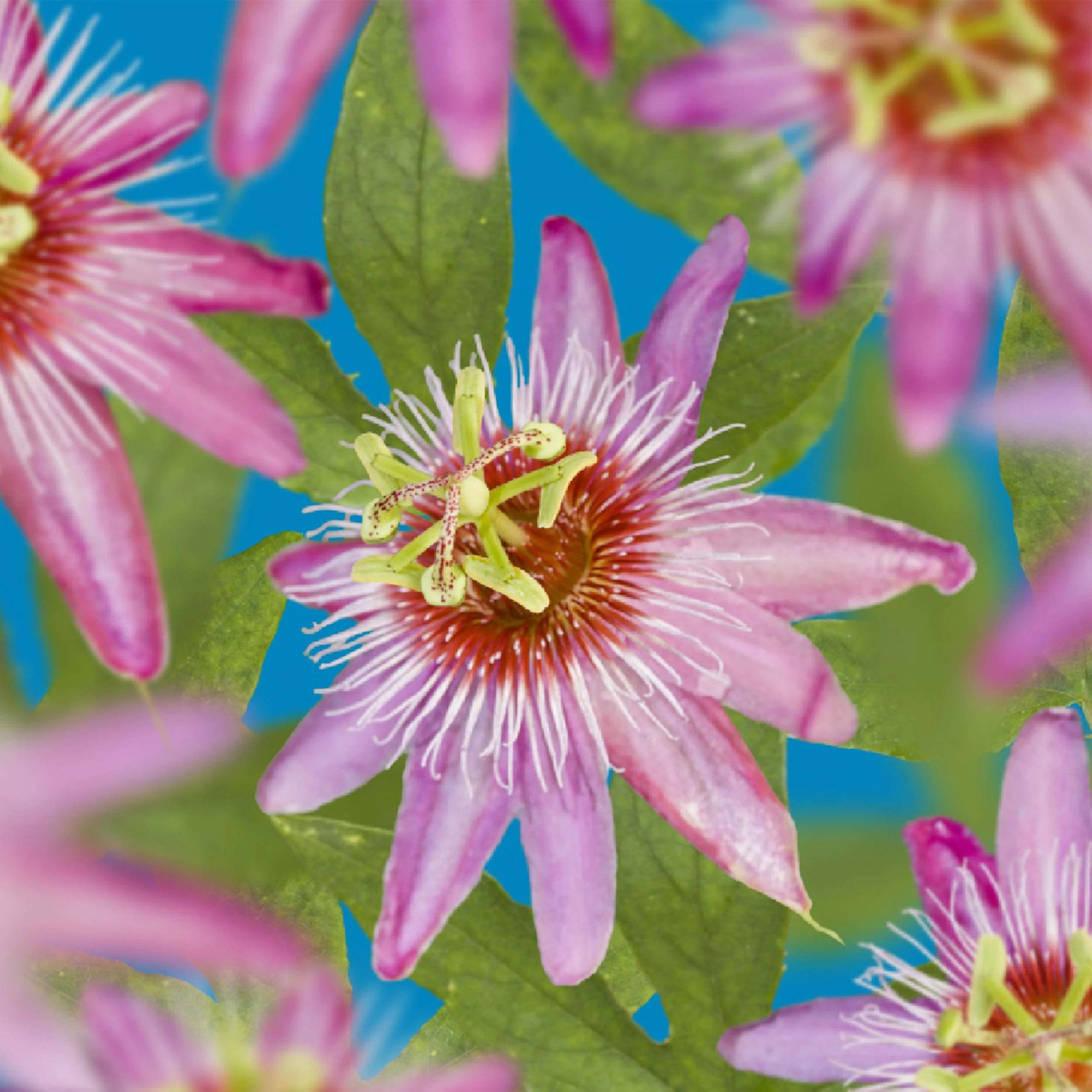 Exotenherz Kletterpflanzen - Passionsblume Passiflora Anastasia - 2er Set - 11cm Topf - Image 2