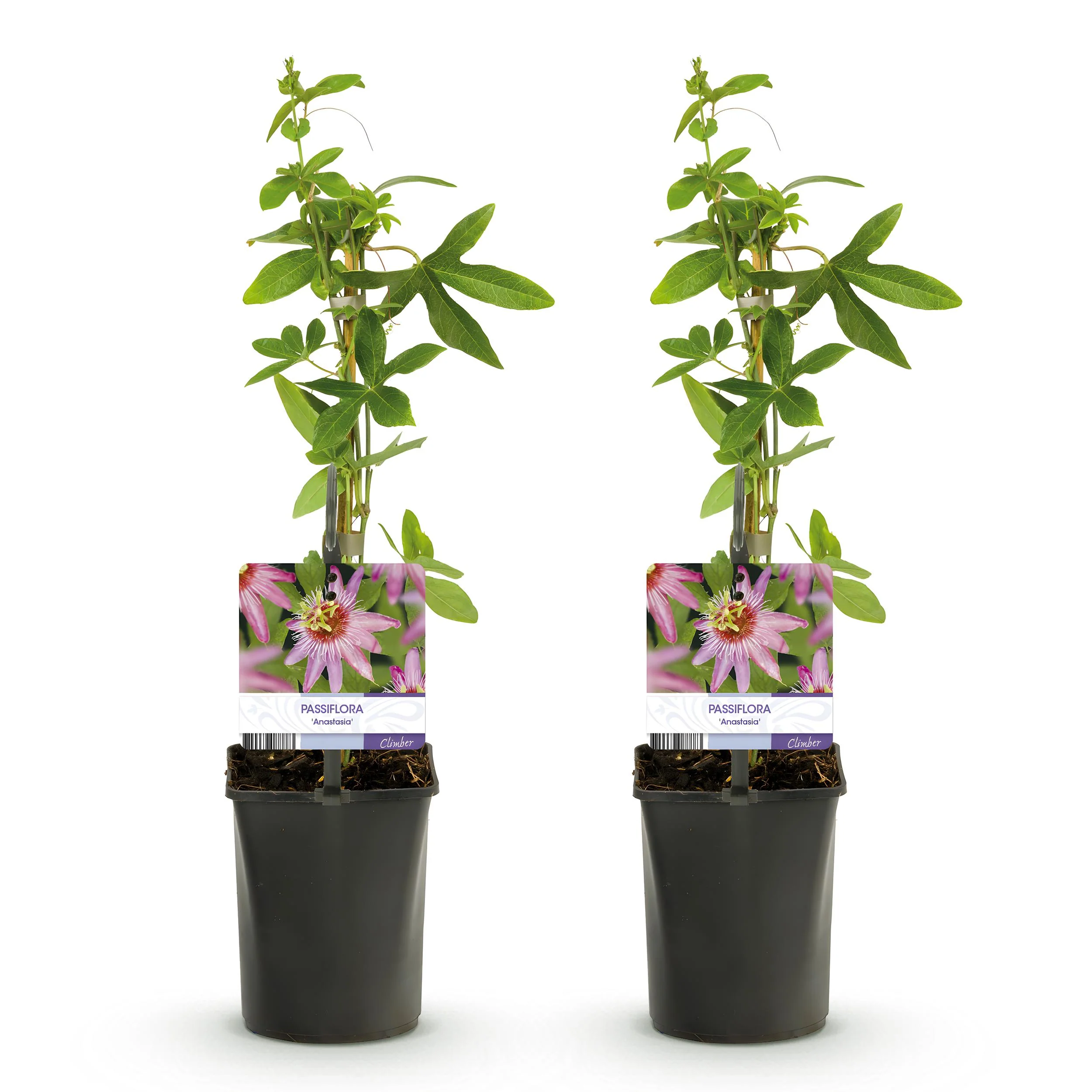 Exotenherz Kletterpflanzen - Passionsblume Passiflora Anastasia - 2er Set - 11cm Topf - Image 3