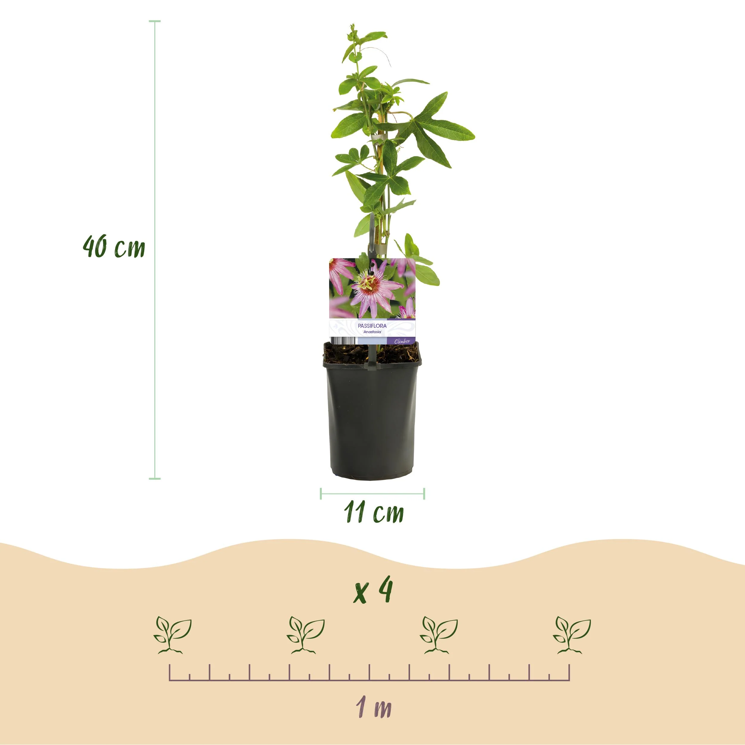 Exotenherz Kletterpflanzen - Passionsblume Passiflora Anastasia - 2er Set - 11cm Topf - Image 4
