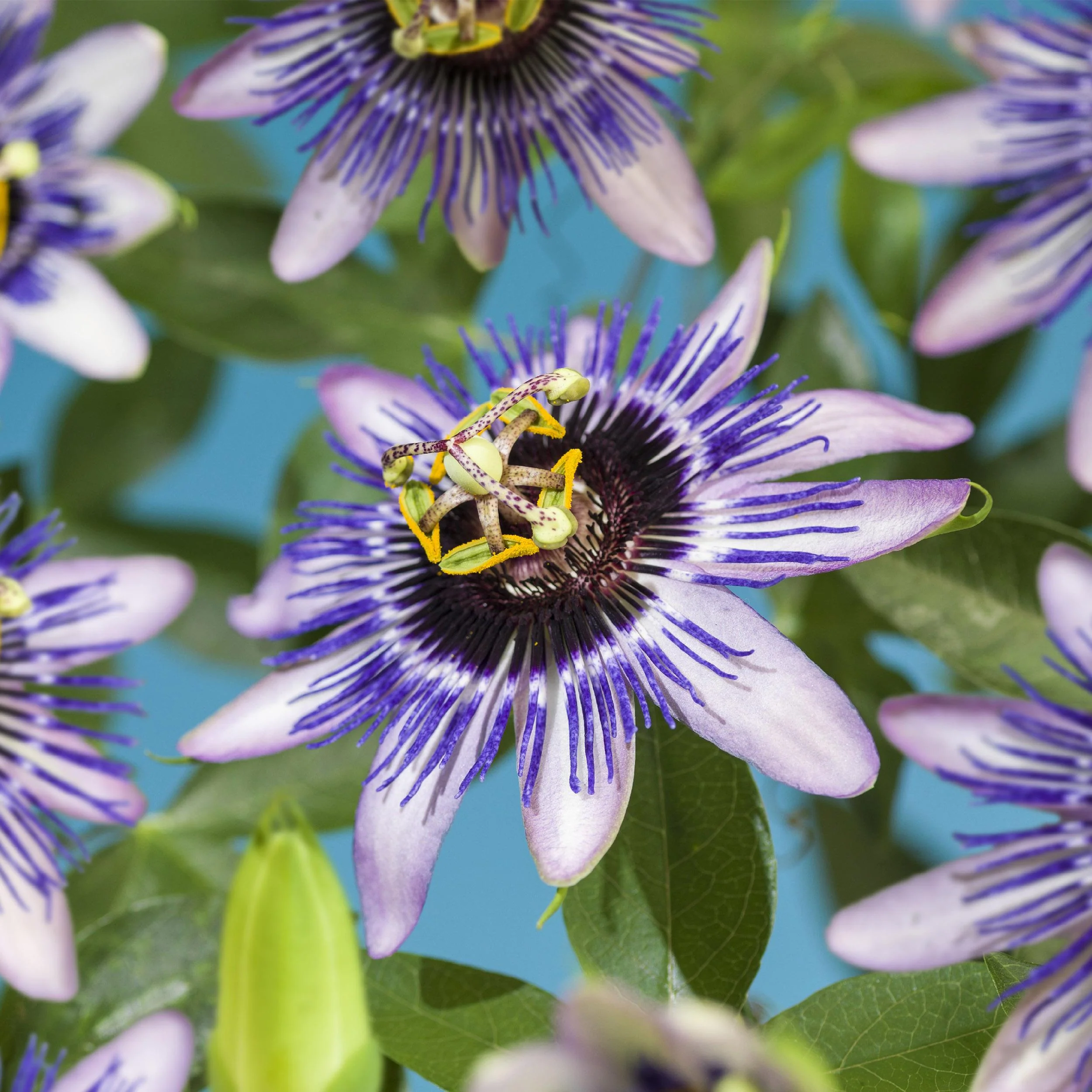 Exotenherz Kletterpflanzen - Passionsblume - Passiflora Damsels Delight - 2er Set - 11cm Topf - Image 2
