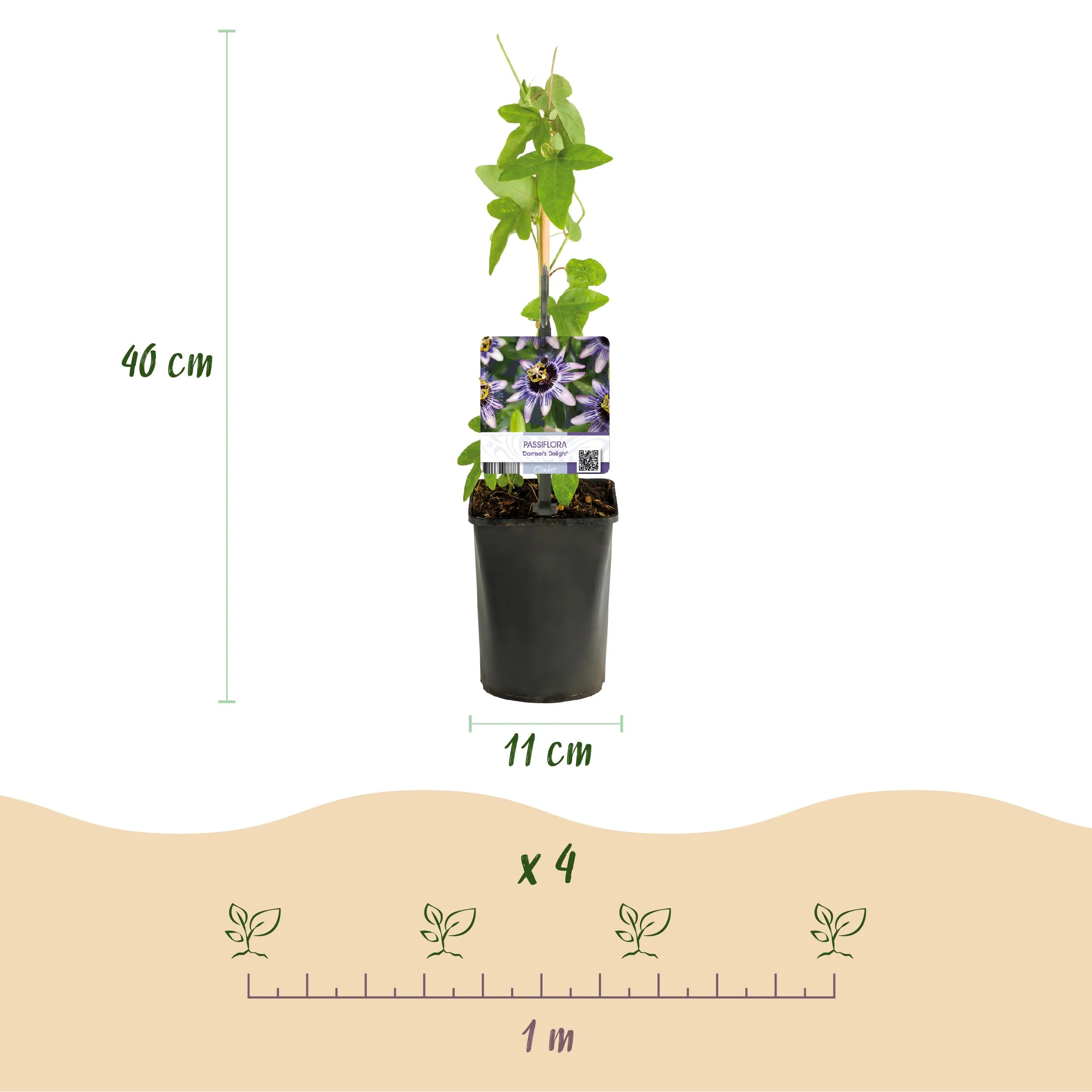 Exotenherz Kletterpflanzen - Passionsblume - Passiflora Damsels Delight - 2er Set - 11cm Topf - Image 4