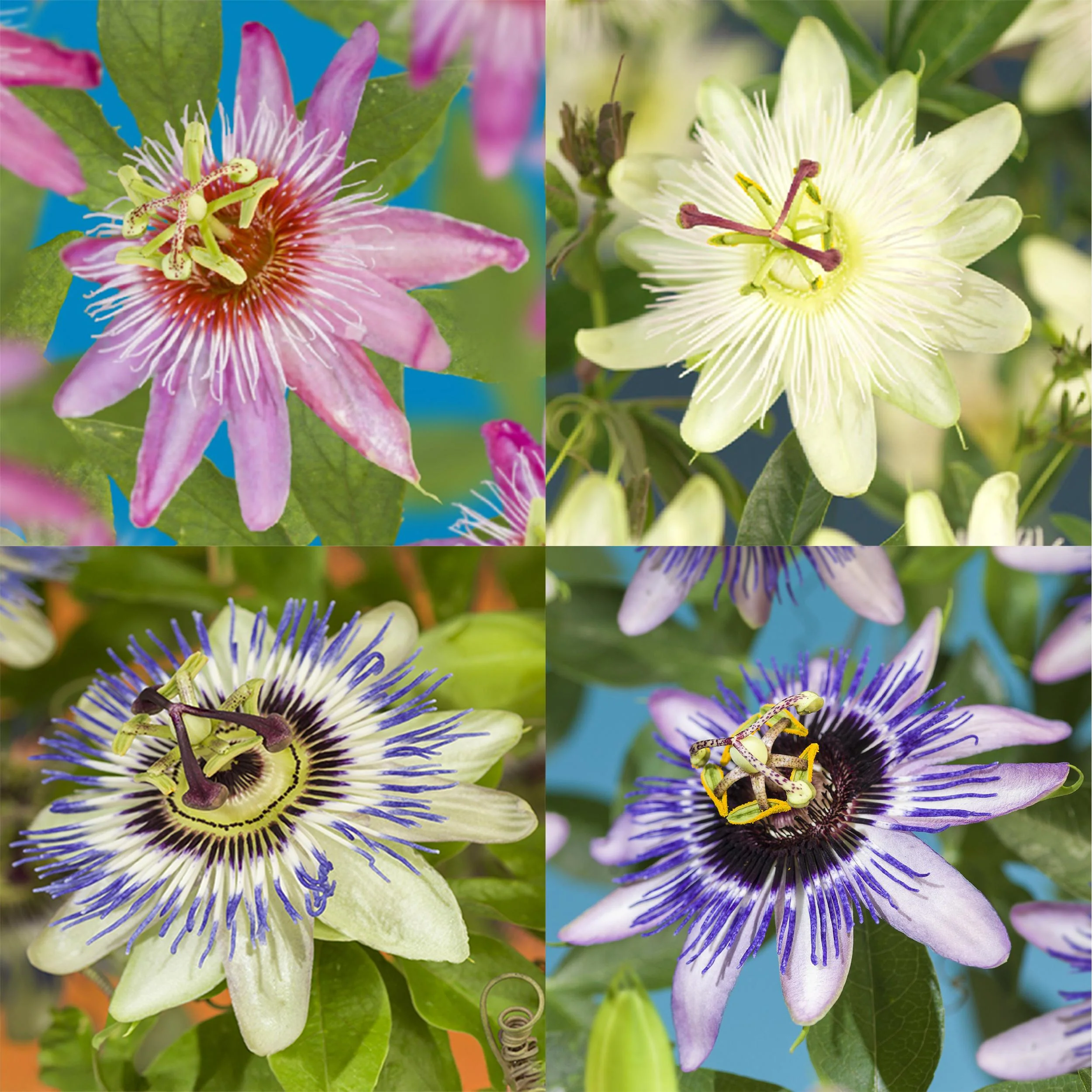Exotenherz Kletterpflanzen - Passionsblume Passiflora Rainbow - 4er Set - 11cm Topf - Image 2