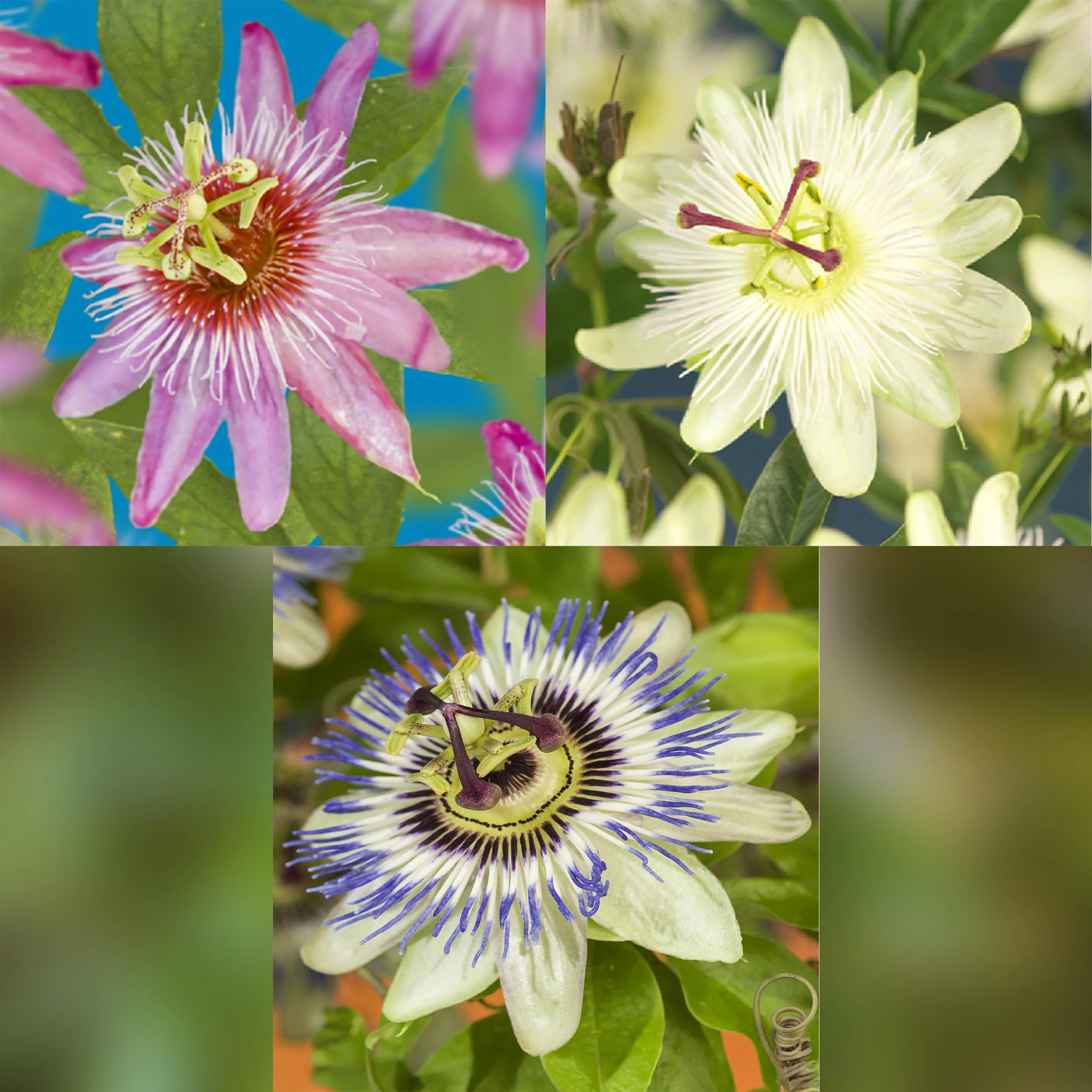 Exotenherz Kletterpflanzen - Passionsblume Passiflora Tricolor - 3er Set - 11cm Topf - Image 2