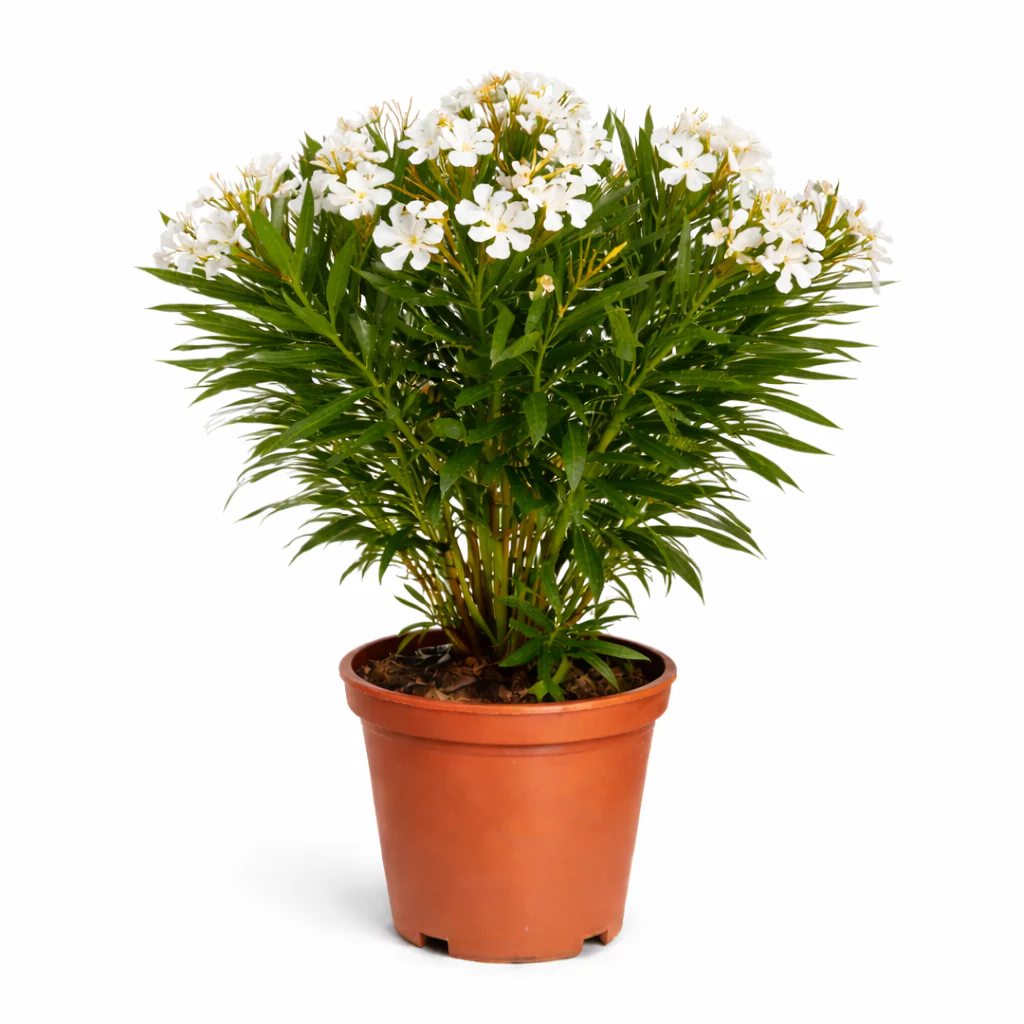 Exotenherz - Nerium Oleander 20cm Topf in weiss blühend, ungefüllt, 70-80cm hoch
