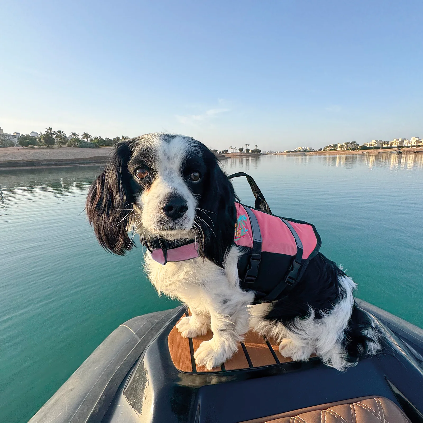 F2 Schwimmweste Hunde Weste bis 10kg S Pink - Image 3