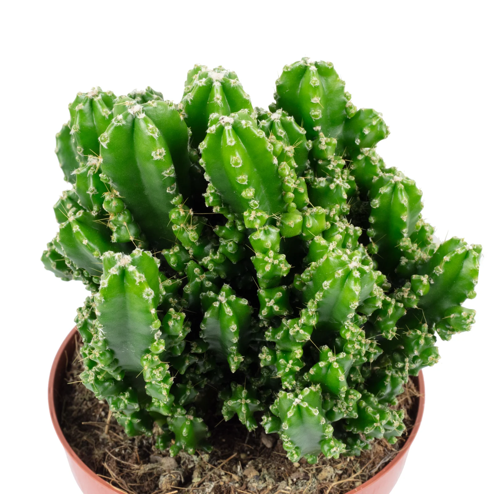 Felsenkaktus - Cereus paolina rocks - Höhe ca. 25 cm, Topf-Ø 12 cm - Image 2