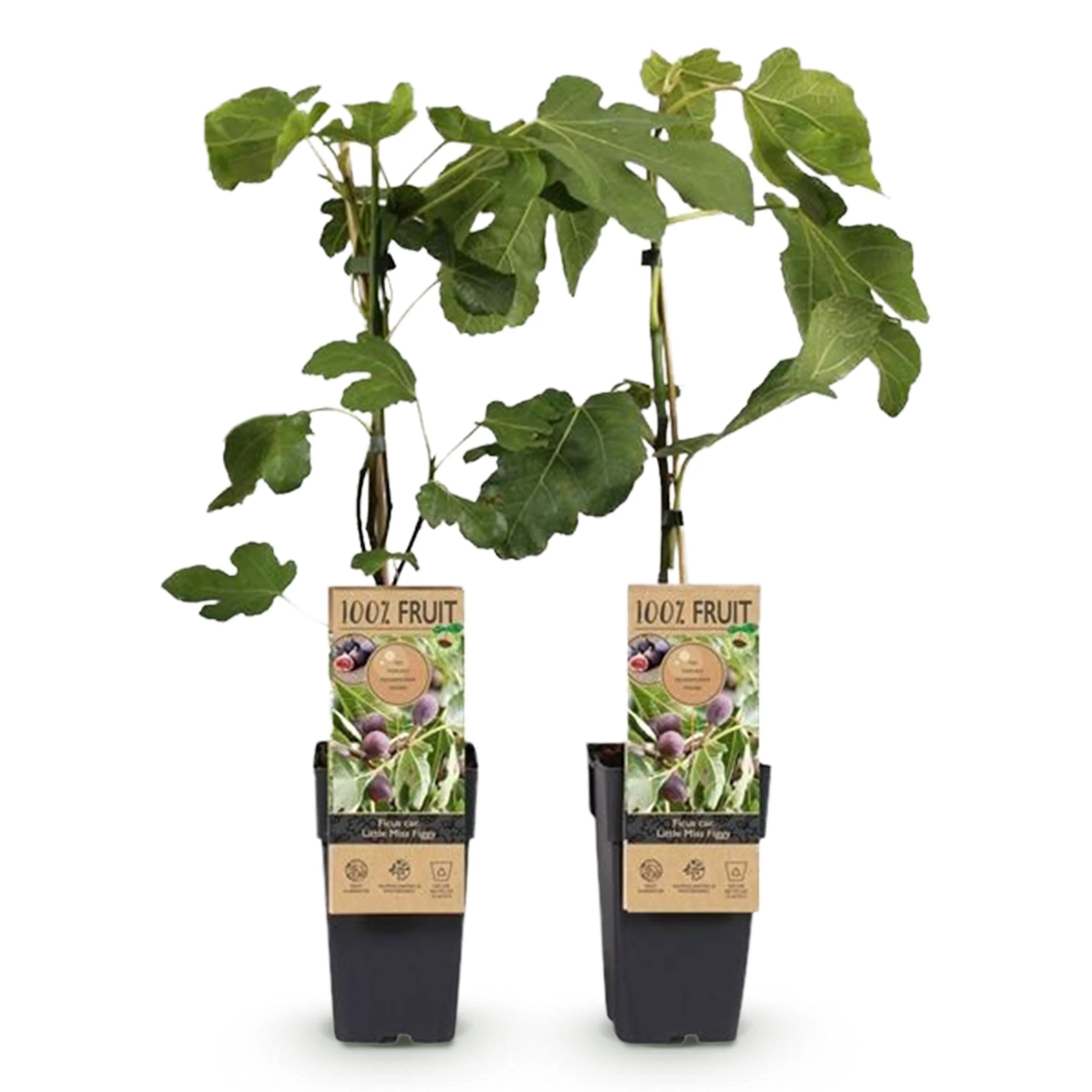 Ficus carica "Little Miss Figgy" - Rotfrüchtige Feige - 15cm Topf - ca. 50cm - Set mit 2 Pflanzen - Image 3