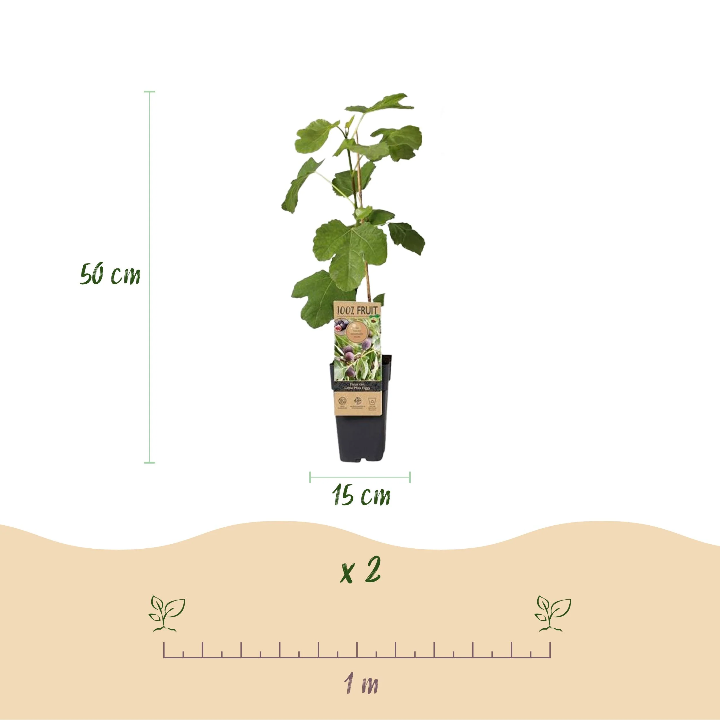 Ficus carica "Little Miss Figgy" - Rotfrüchtige Feige - 15cm Topf - ca. 50cm - Set mit 2 Pflanzen - Image 4