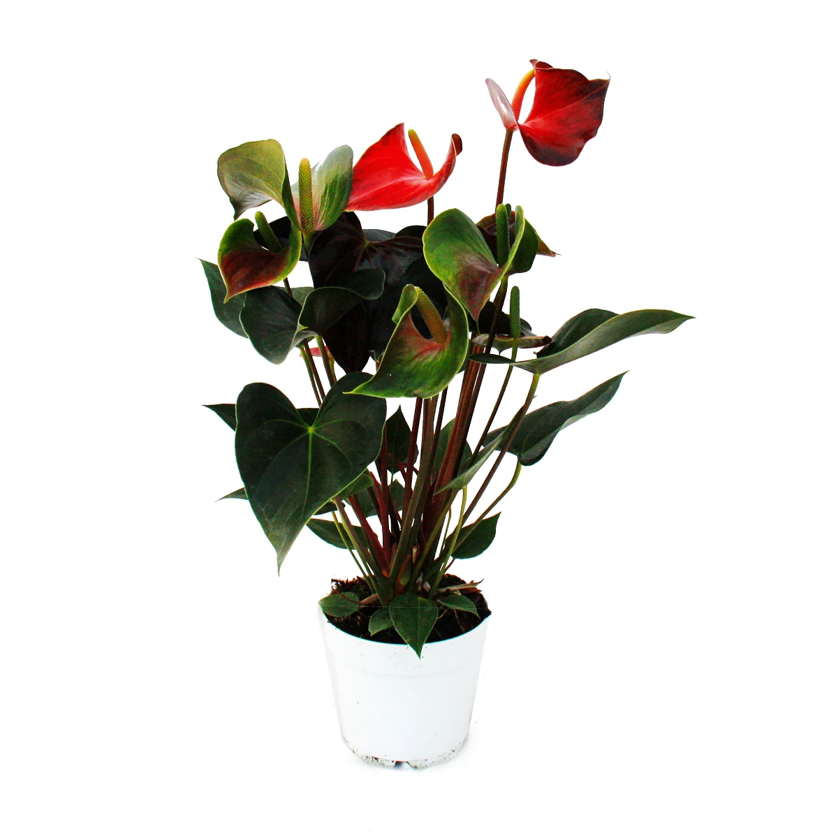 Fleur de flamant rose "Rainbow Champion" orange Anthurium andreanum 14cm